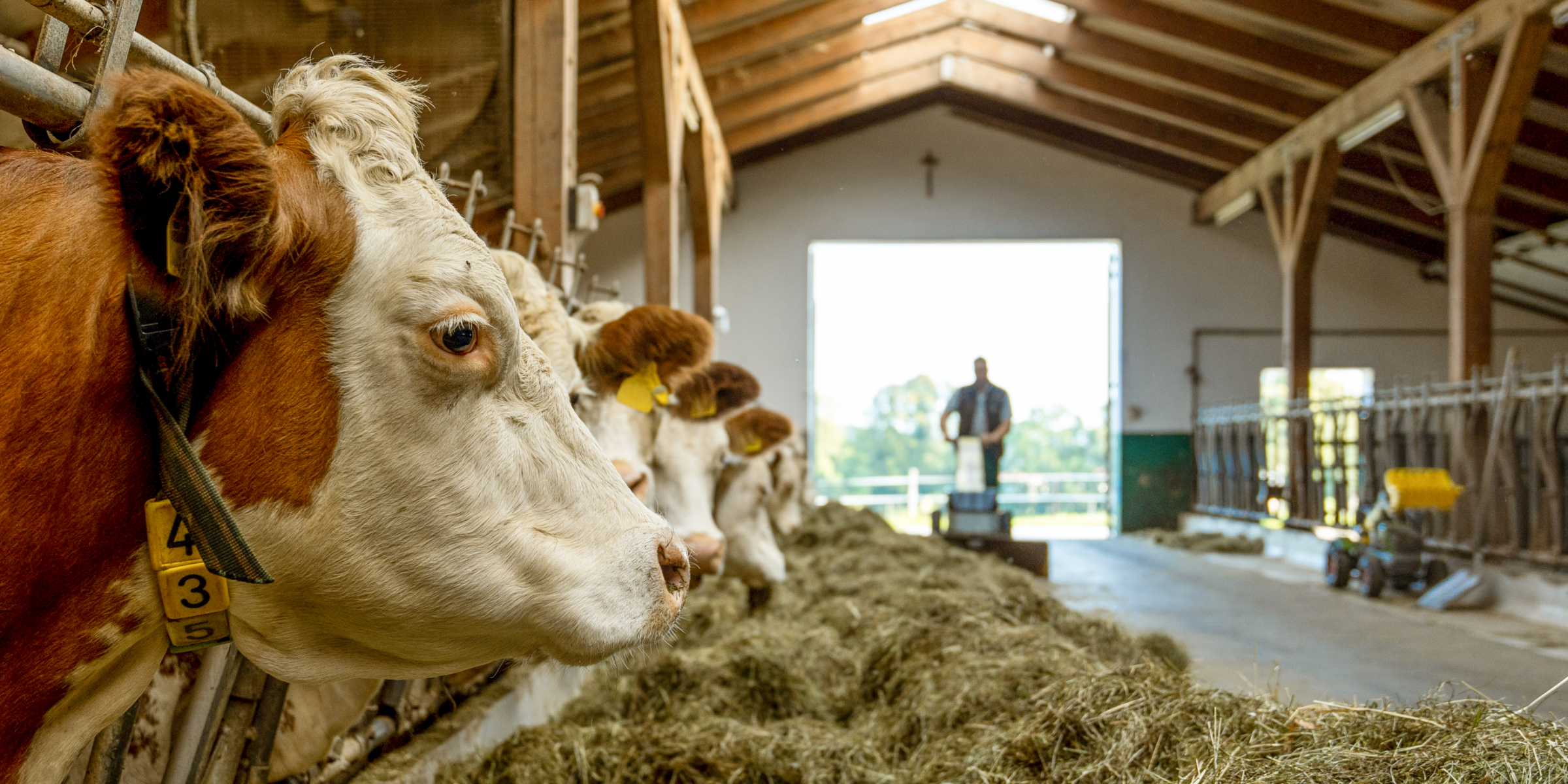 Tobias Müller füttert Kühe im Stall.