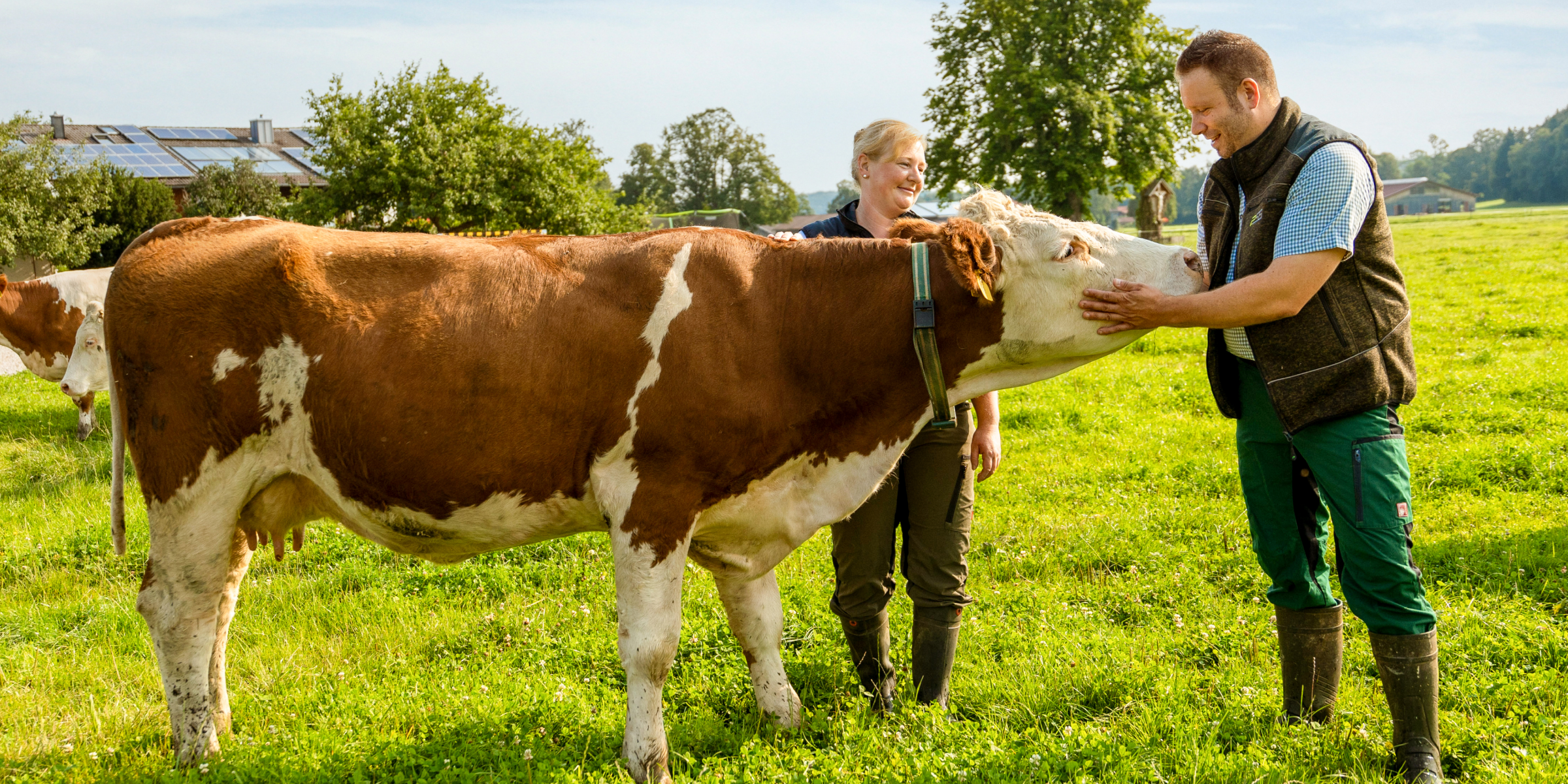 Herr und Frau Müller streicheln eine Kuh auf der Wiese.