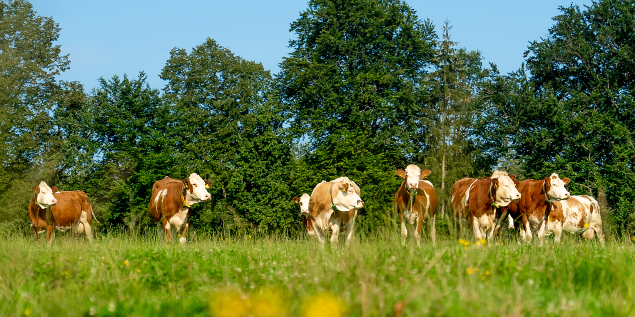 Kühe auf der Weide bei Tobias Müller.