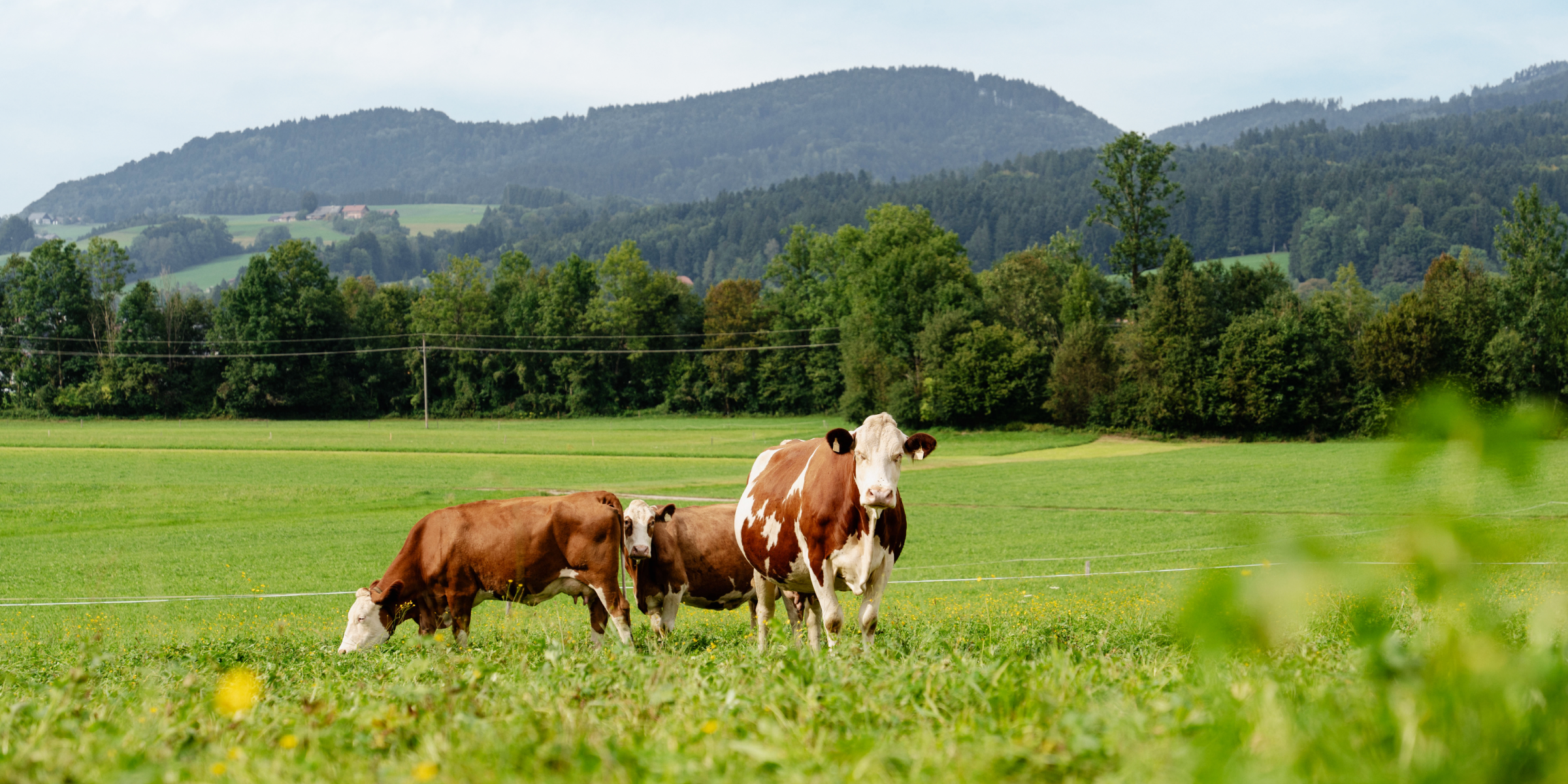 Drei Kühe auf der Weide.