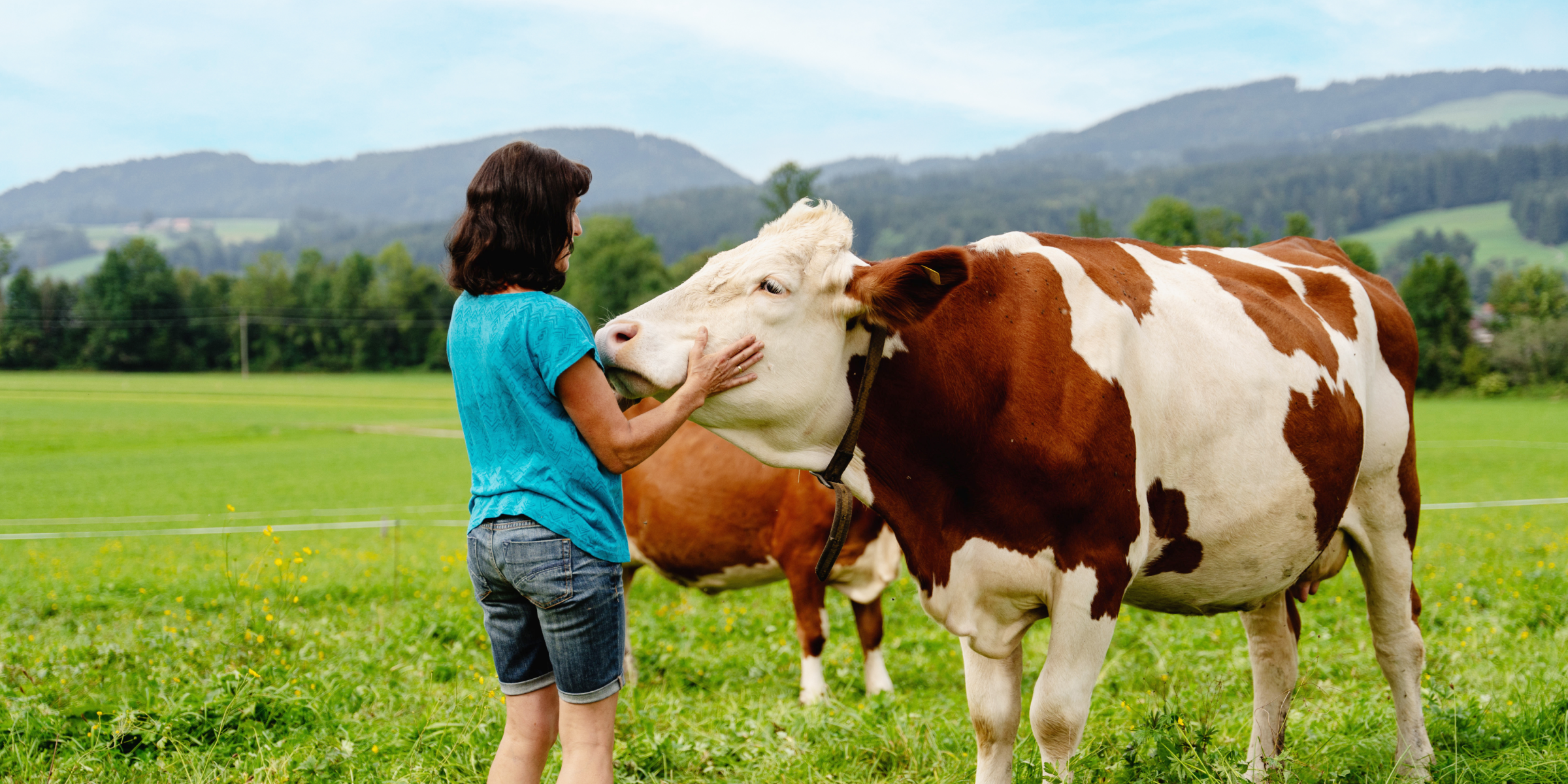 Frau Niedermüller begutachtet eine Kuh auf der Weide.
