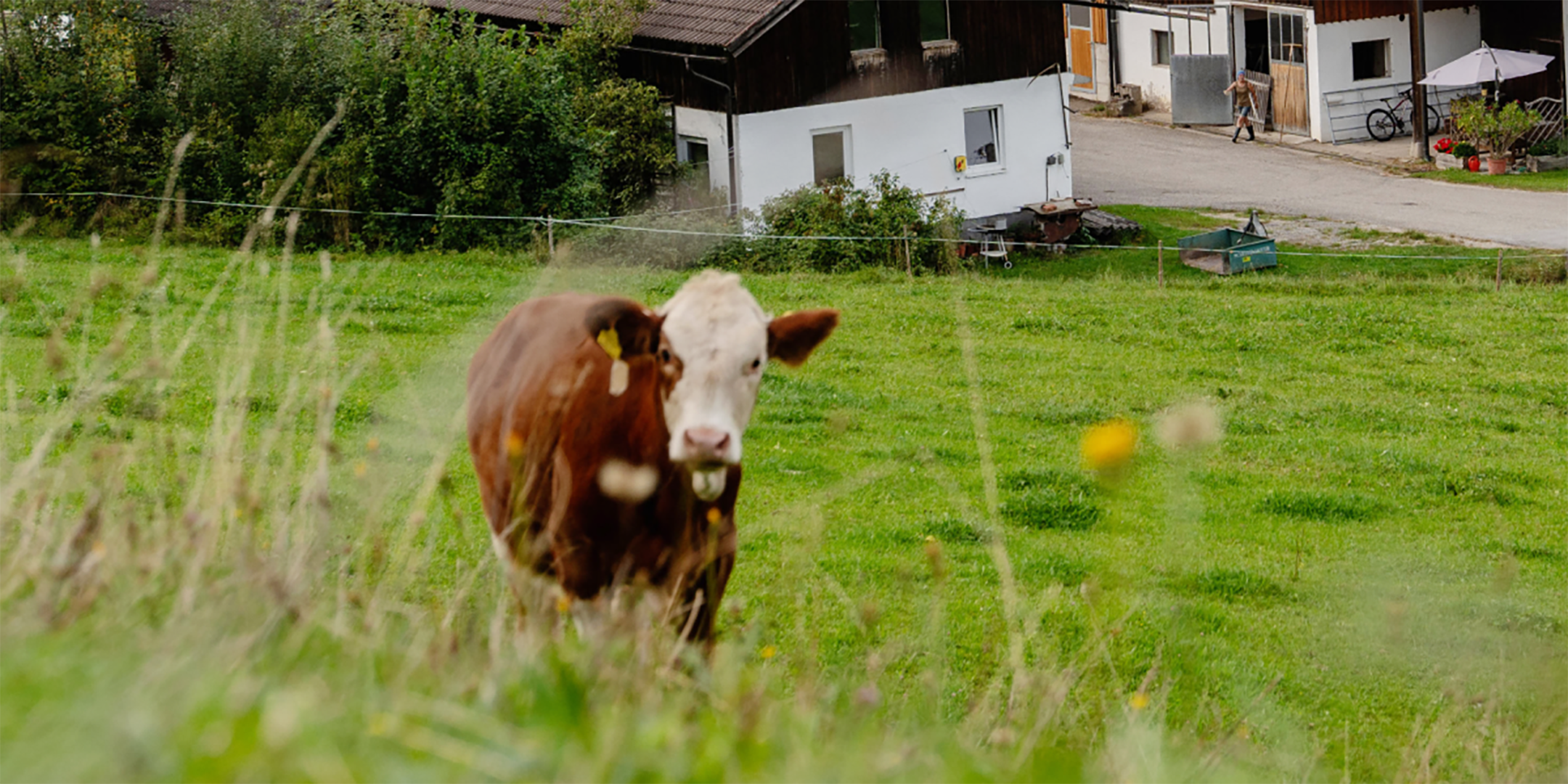 Kuh auf der Weide bei Familie Niedermüller.