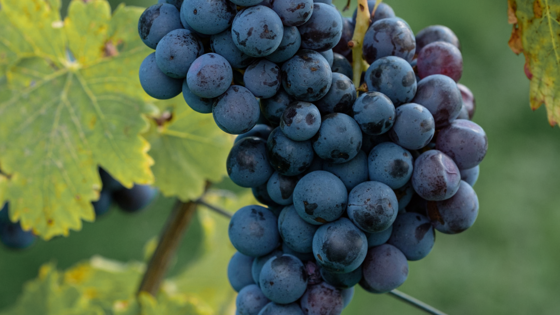 Nahaufnahme: Blaue Weintrauben mit Blättern am Weinstock.

