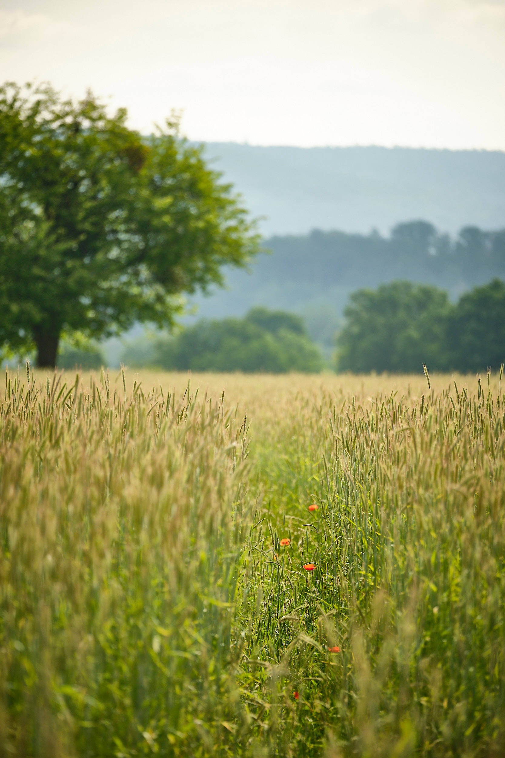 Ein Roggenfeld von Klaus Schineller mit Mohnblumen und Bäumen.