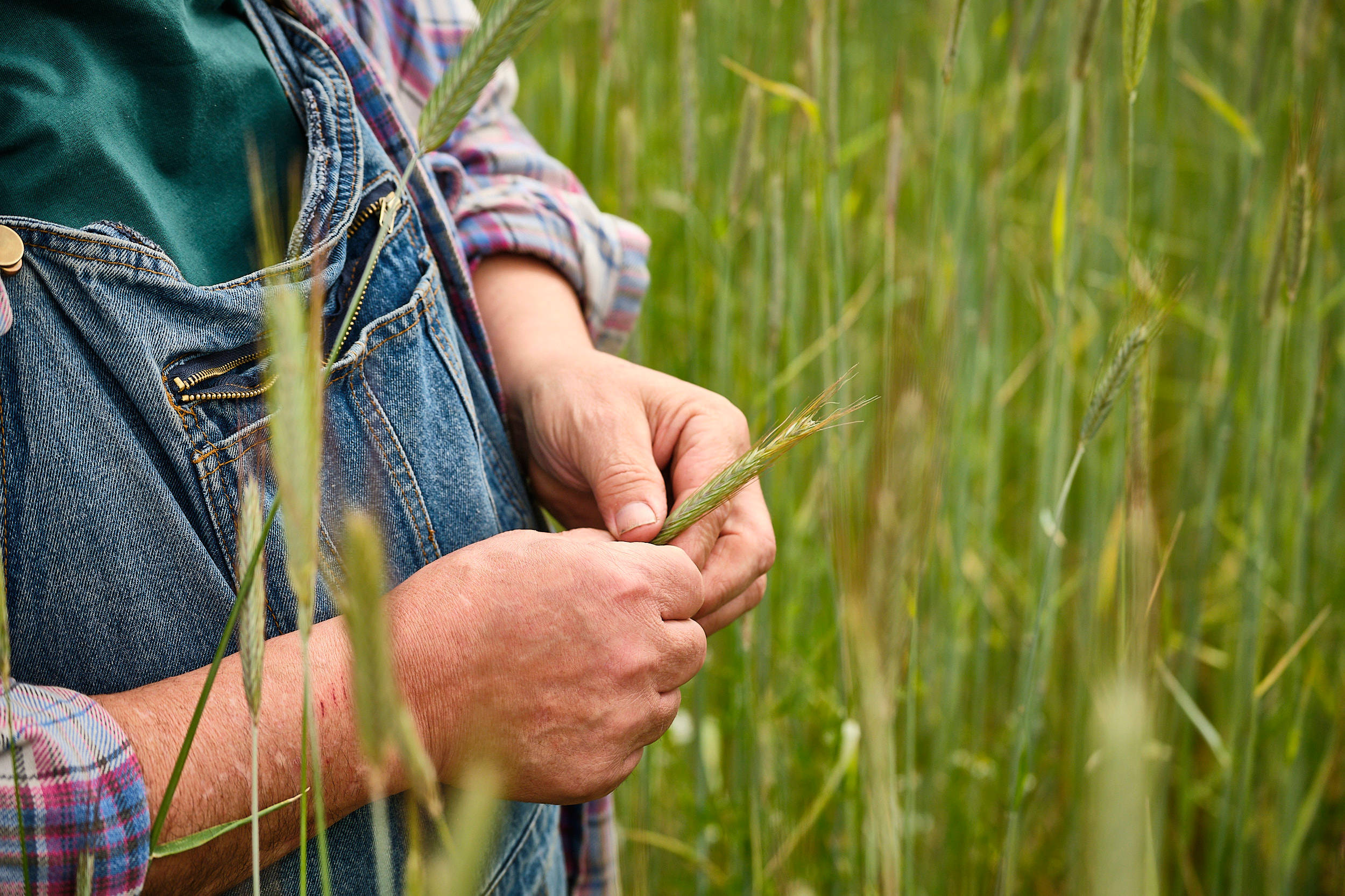 Klaus Schineller hält eine Roggenähre in seinen Händen.