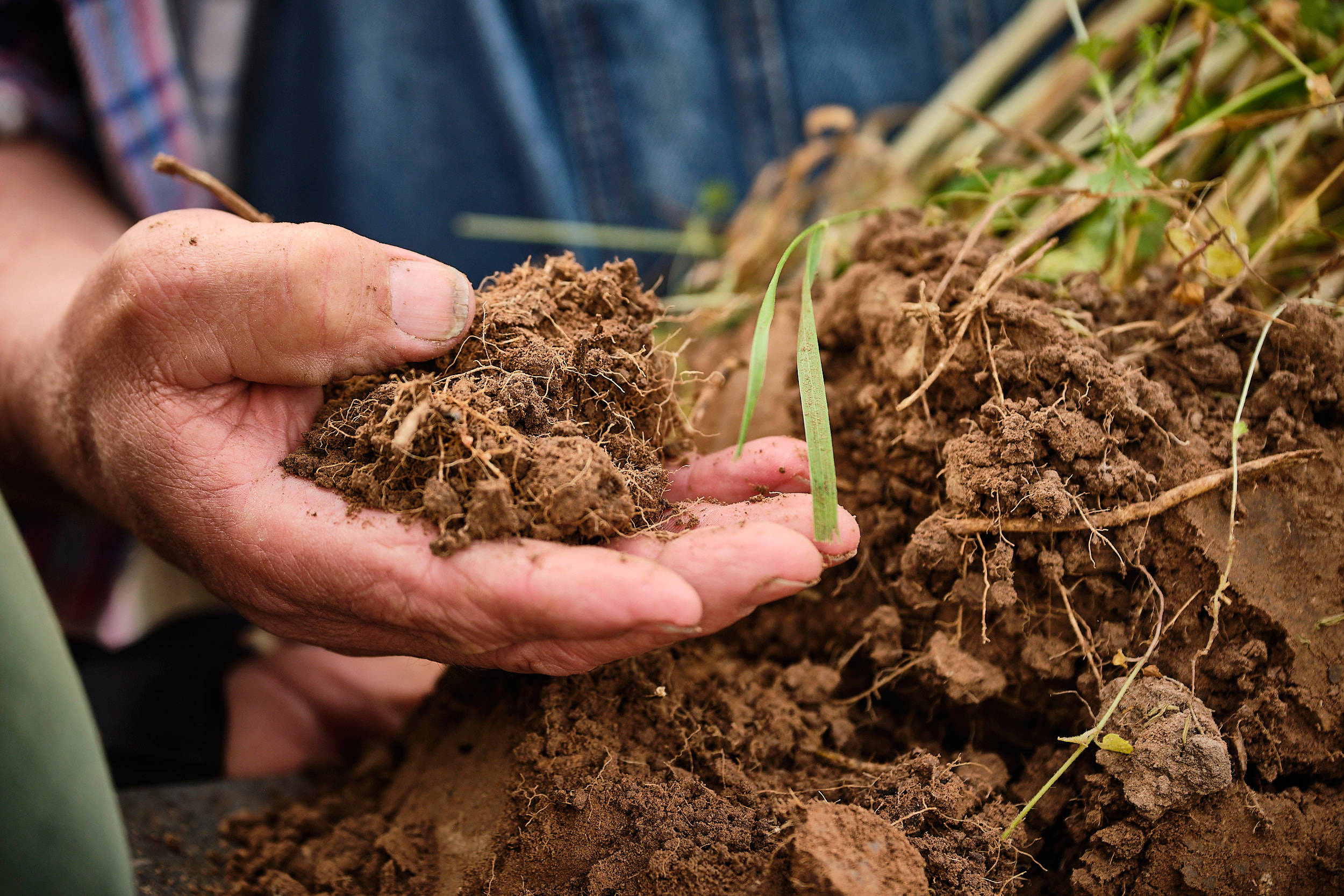 Hand von Landwirt Klaus Schineller mit Erde und Getreidepflanzen.