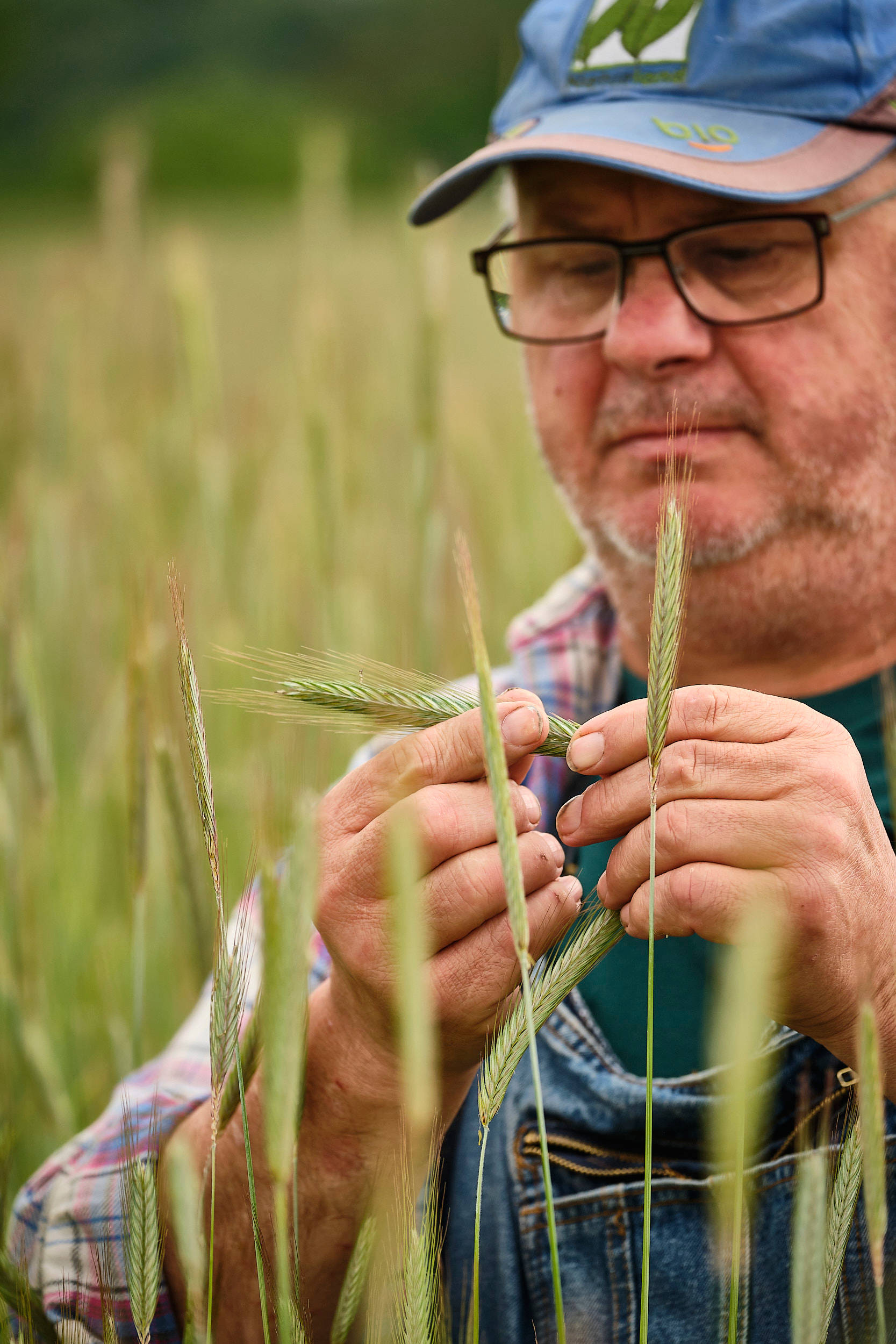 Klaus Schineller prüft eine Roggen-Ähre.