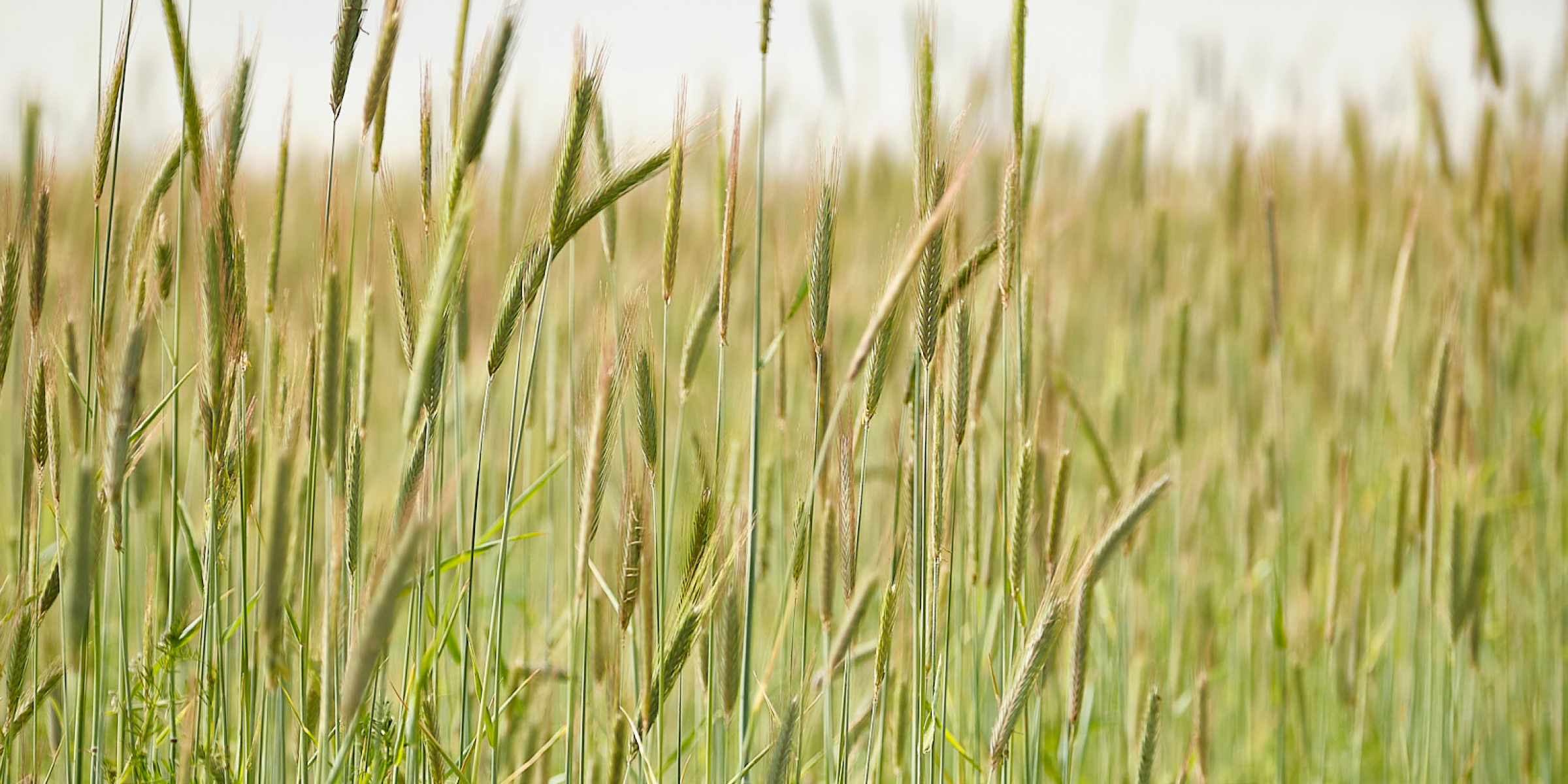 Getreidehalme auf dem Feld.