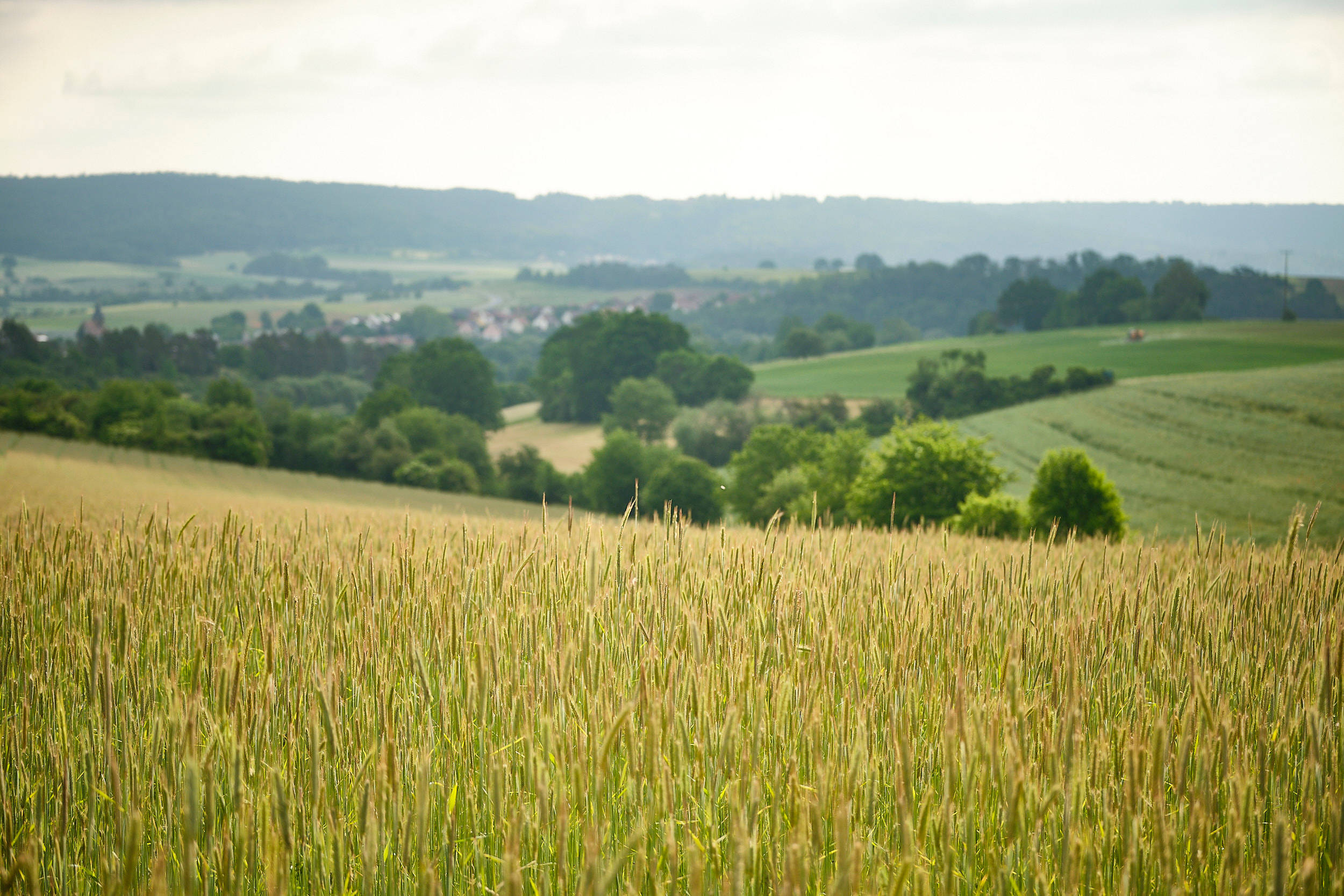 Roggenfeld der Familie Schineller in bergiger Landschaft.