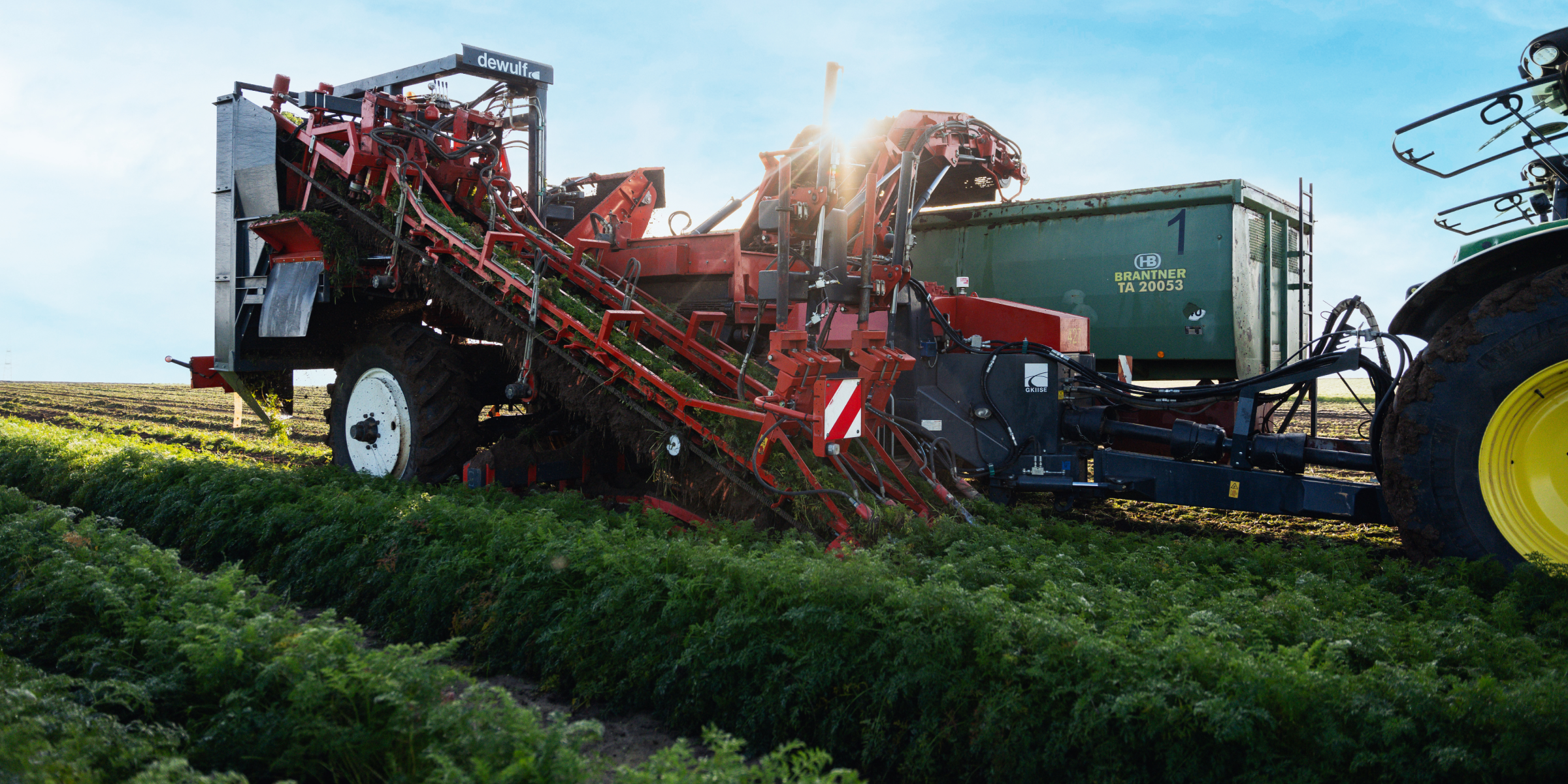 Rote Karottenerntemaschine auf einem Feld lädt frisch geerntete Karotten in einen grünen Anhänger, Sonnenlicht im Hinter