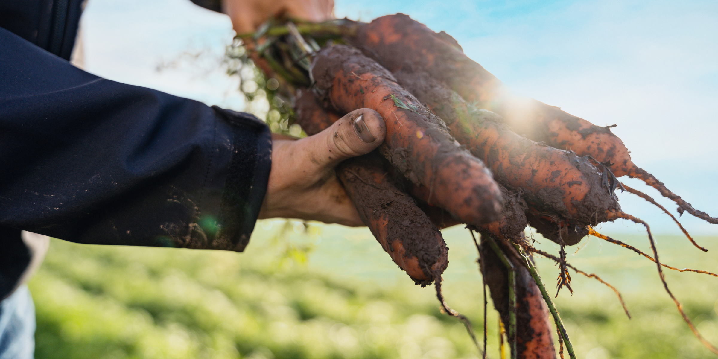 Hand hält frisch geerntete, erdige Karotten im Sonnenlicht, mit unscharfem Feld und blauem Himmel im Hintergrund.