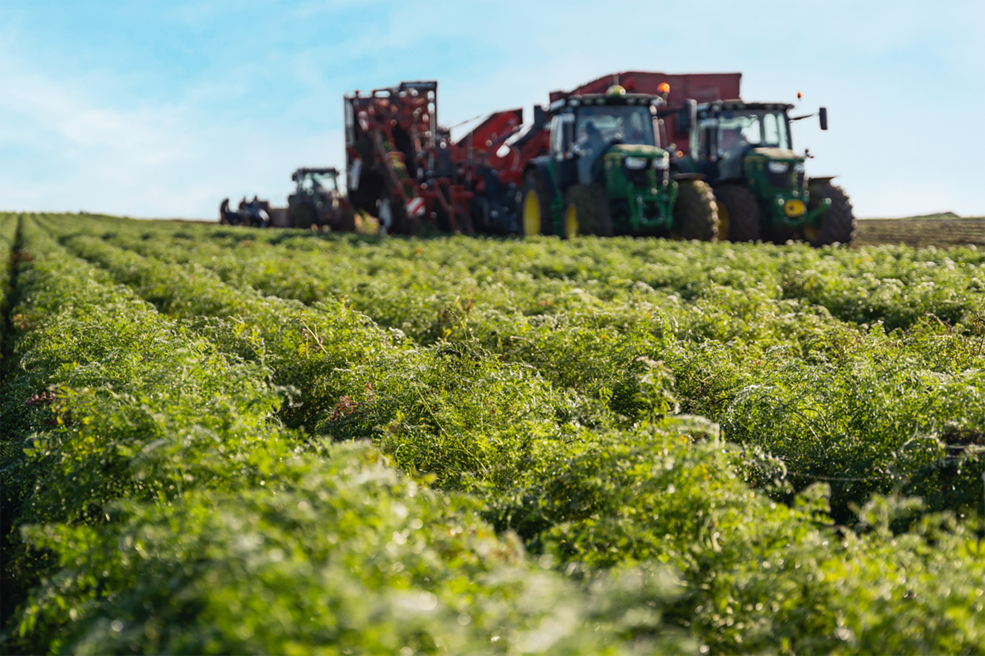 Weites Karottenfeld mit grünen Pflanzen, im Hintergrund Traktoren und Erntemaschinen unter blauem Himmel.
