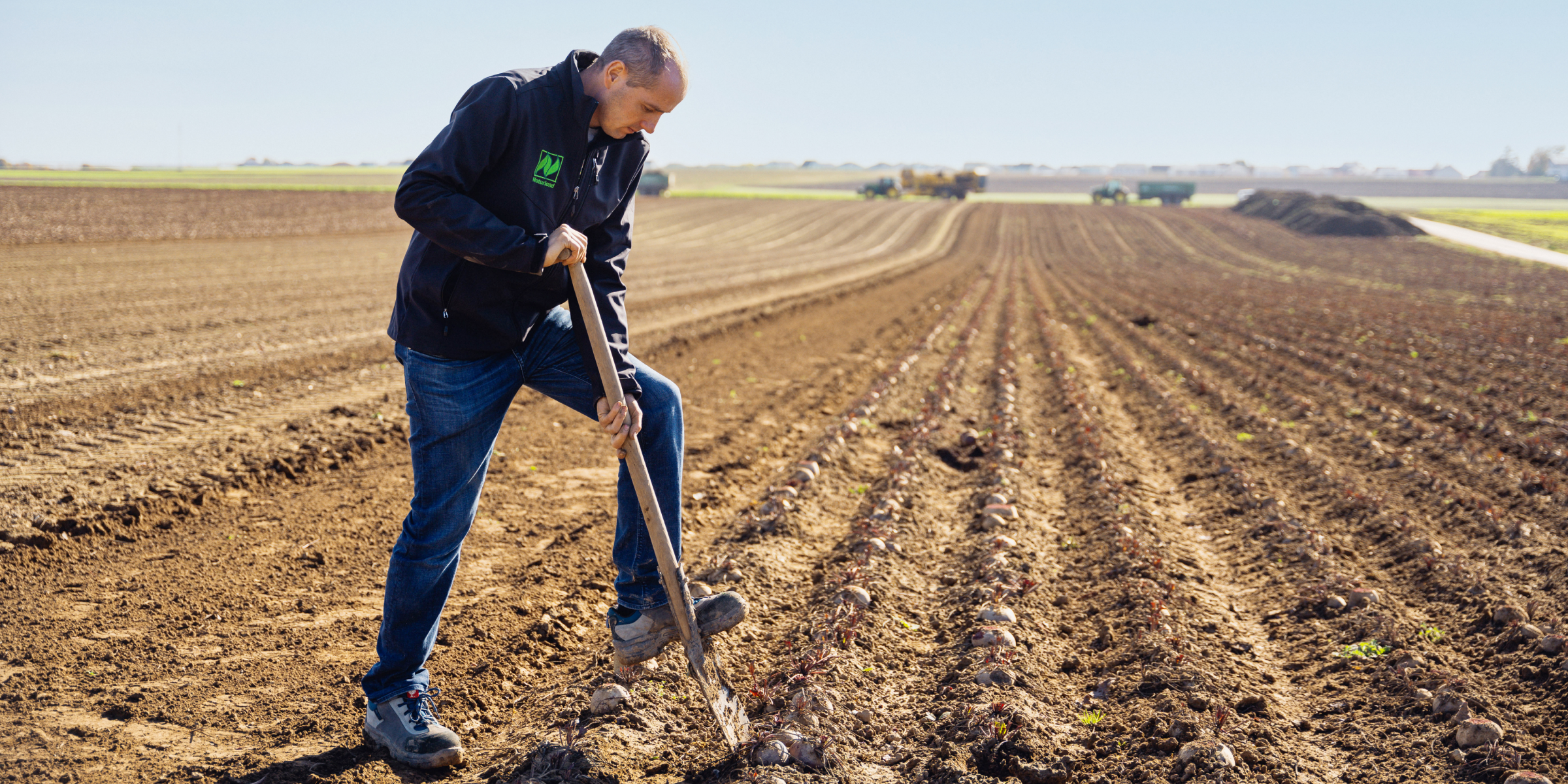 Biolandwirt Martin Schlereth gräbt mit einer Schaufel Rüben auf einem weitläufigen Acker unter blauem Himmel aus.