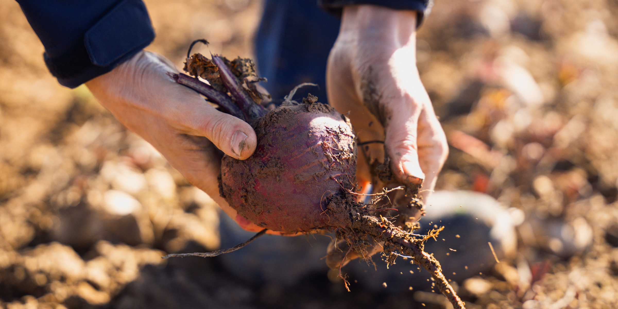 Hände halten frisch geerntete, erdige Rote Bete über einem Ackerboden im Sonnenlicht.
