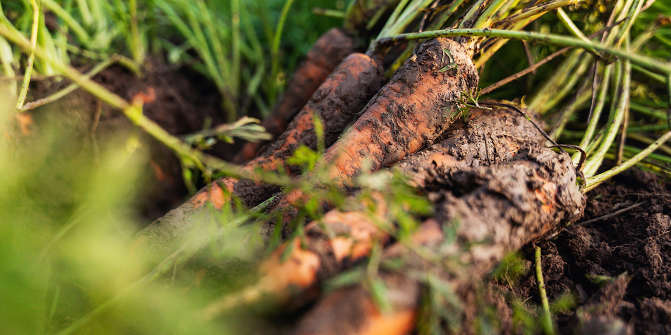 Frisch geerntete, erdige Karotten mit grünem Kraut liegen auf dunkler Erde im Sonnenlicht.
