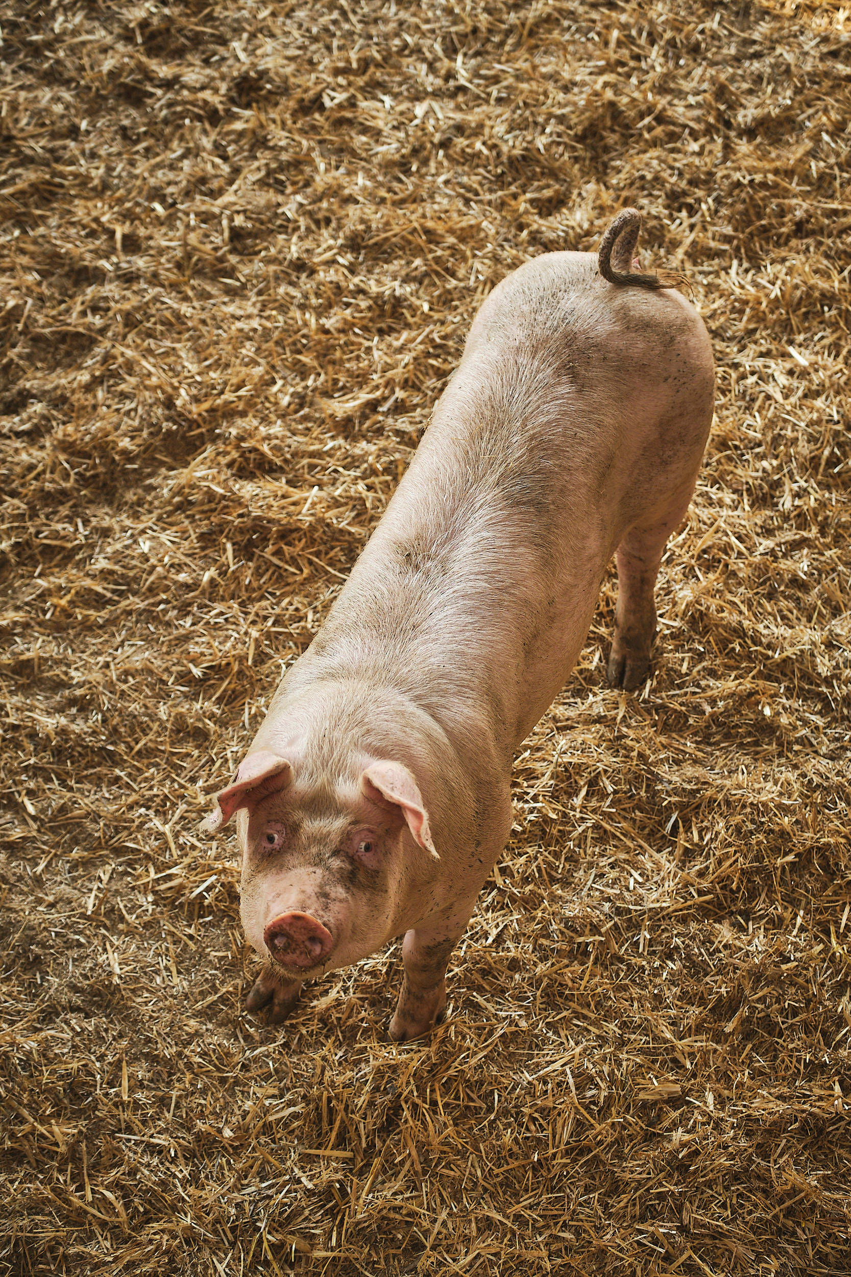 Ein Schwein auf dem Johannes Hof