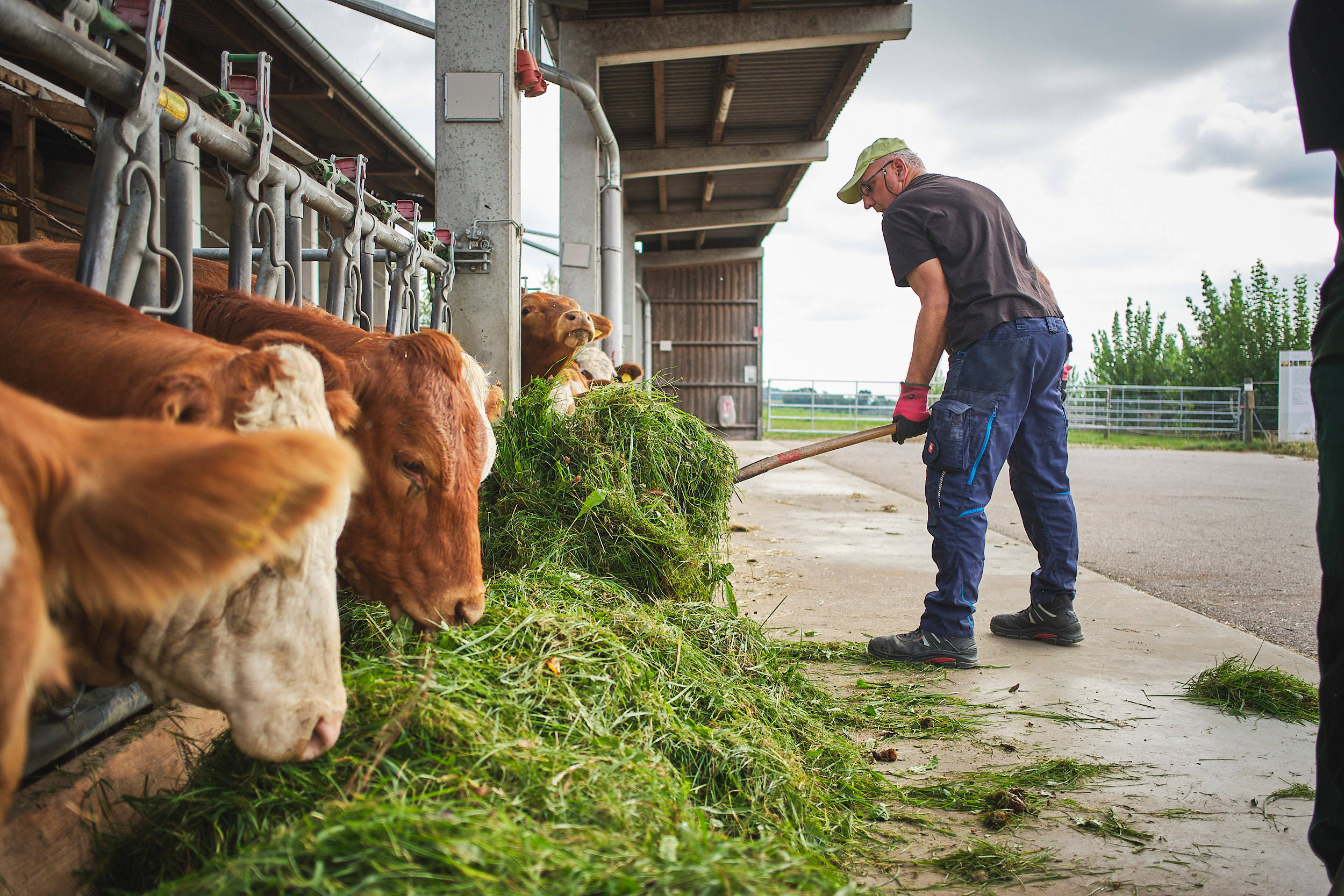 Ein Mitarbeiter der Stiftung Johannes füttert Kühe mit Gras.