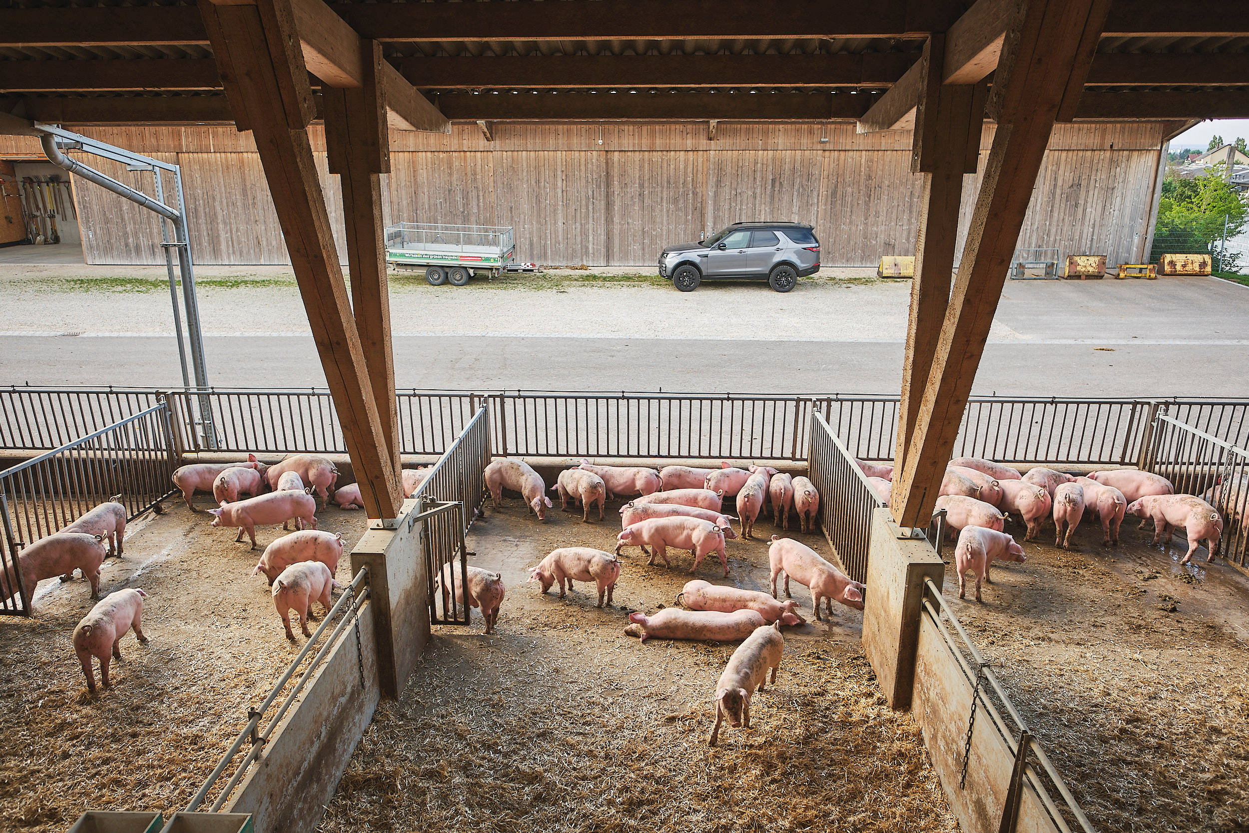 Offene Schweineställe mit Schweinen von oben.