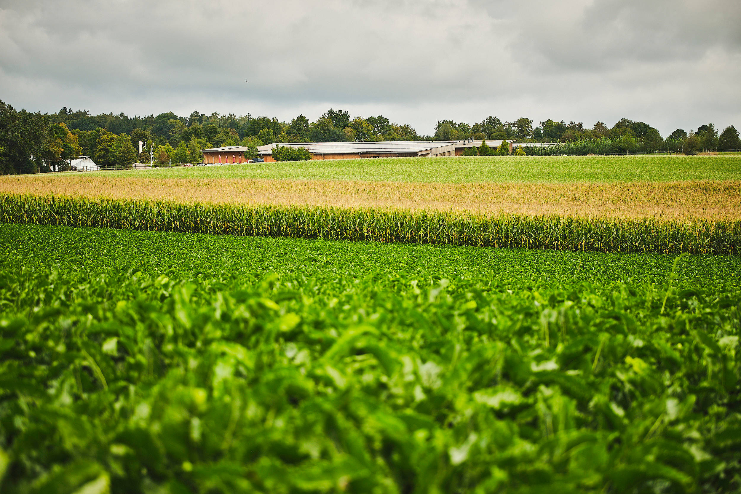 Getreidefelder der Stiftung Sankt Johannes