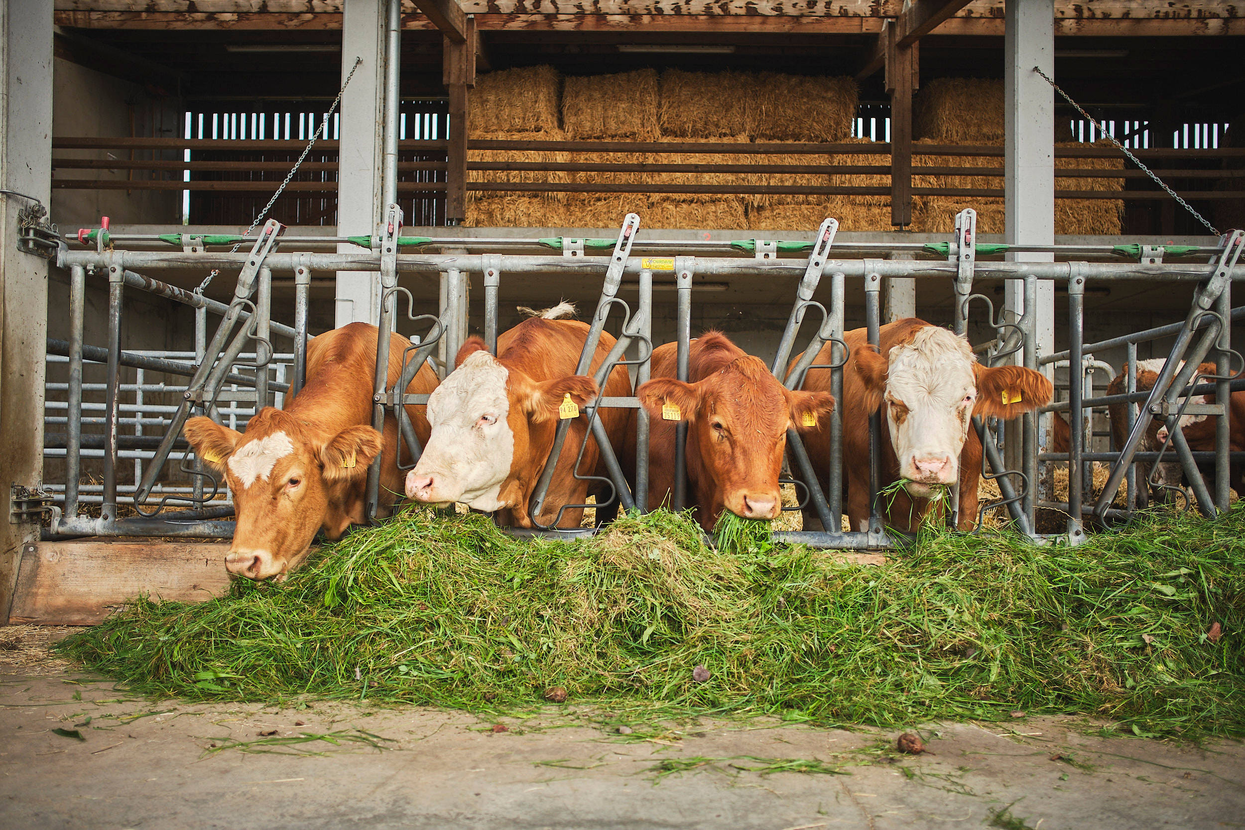 Kühe fressen am Futtertrog.