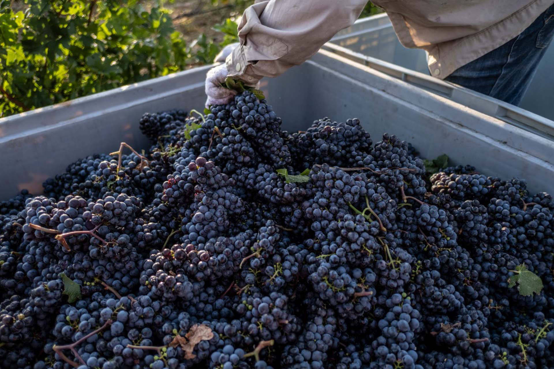 Person sortiert frisch geerntete Weintrauben in einem großen Behälter für die Weinherstellung.