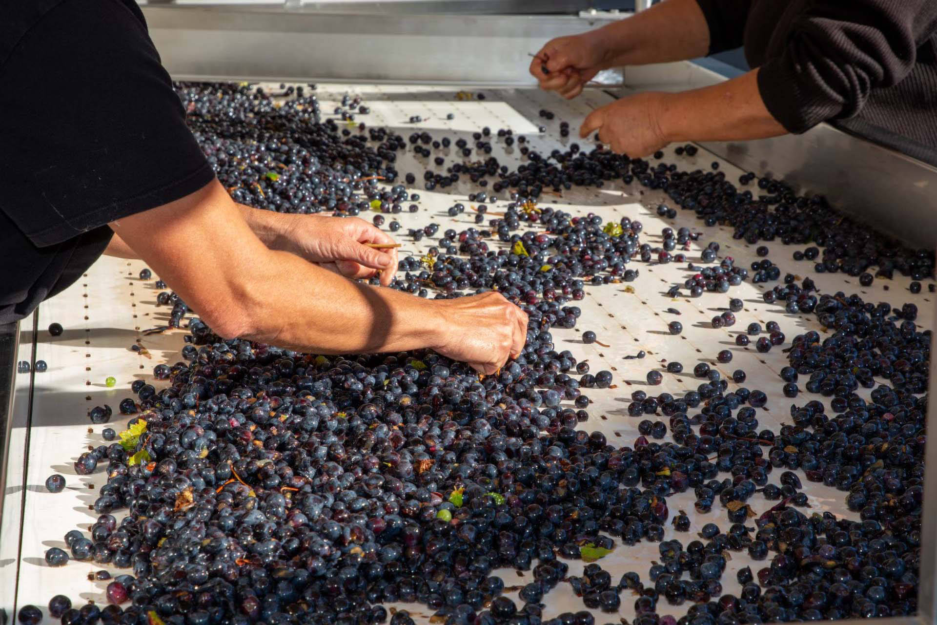 Zwei Personen sortieren Weintrauben auf einem Sortiertisch für die Weinherstellung
