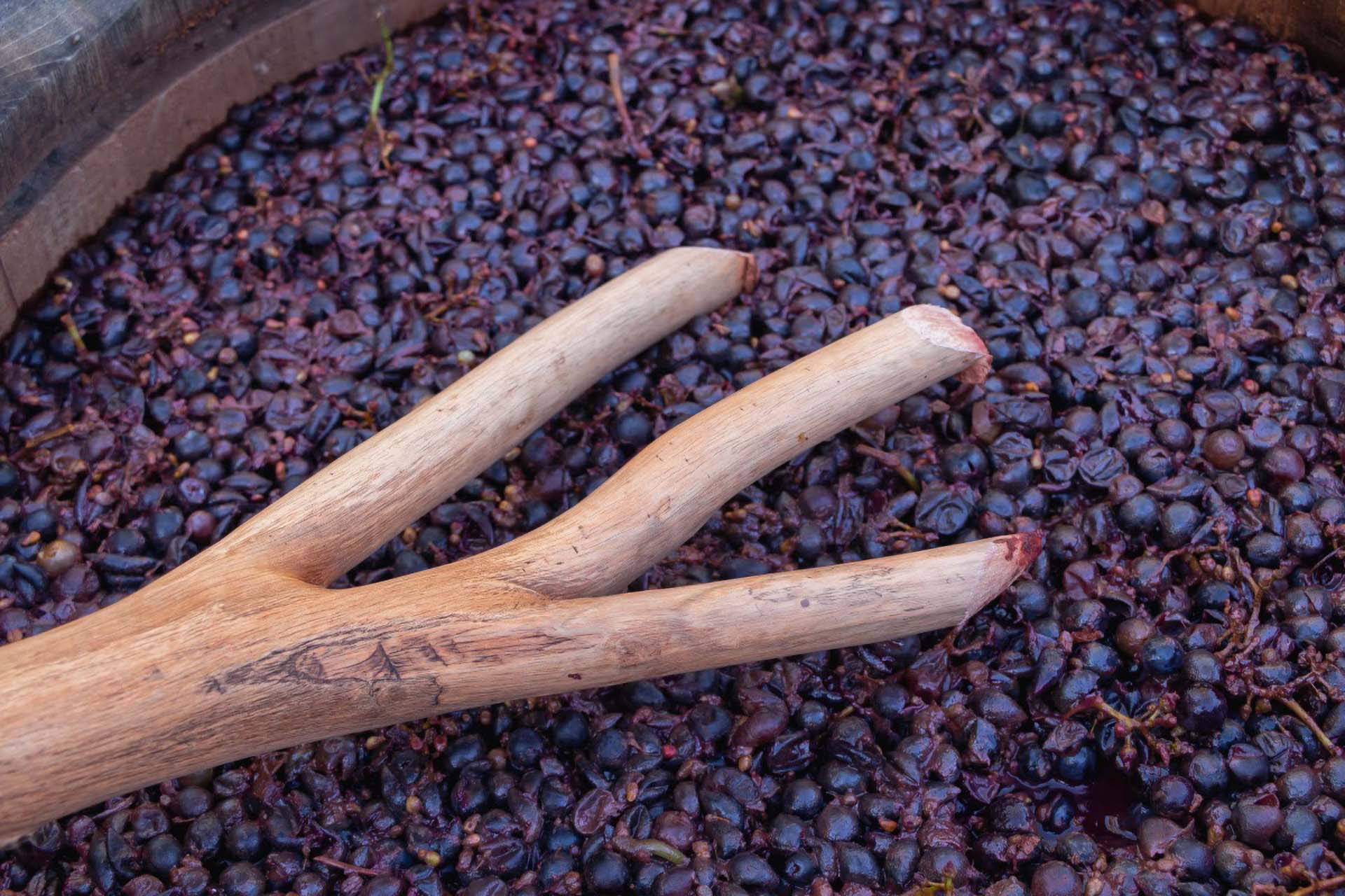Holzgabel in einem Fass mit zerkleinerten roten Weintrauben für die Herstellung von Rotwein.