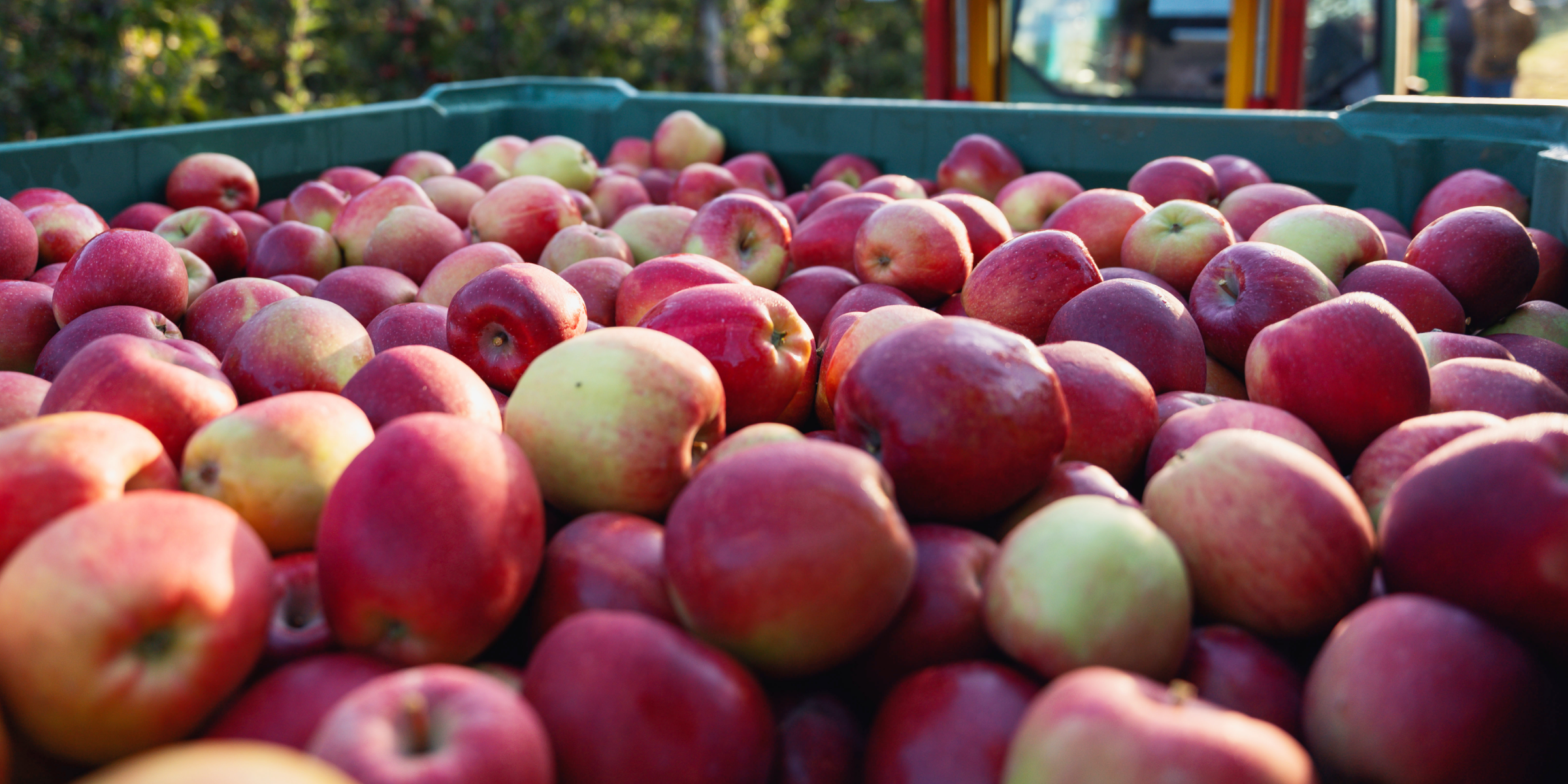 Nahansicht von frisch gepflückten Äpfel in einer Kiste auf einem Traktor