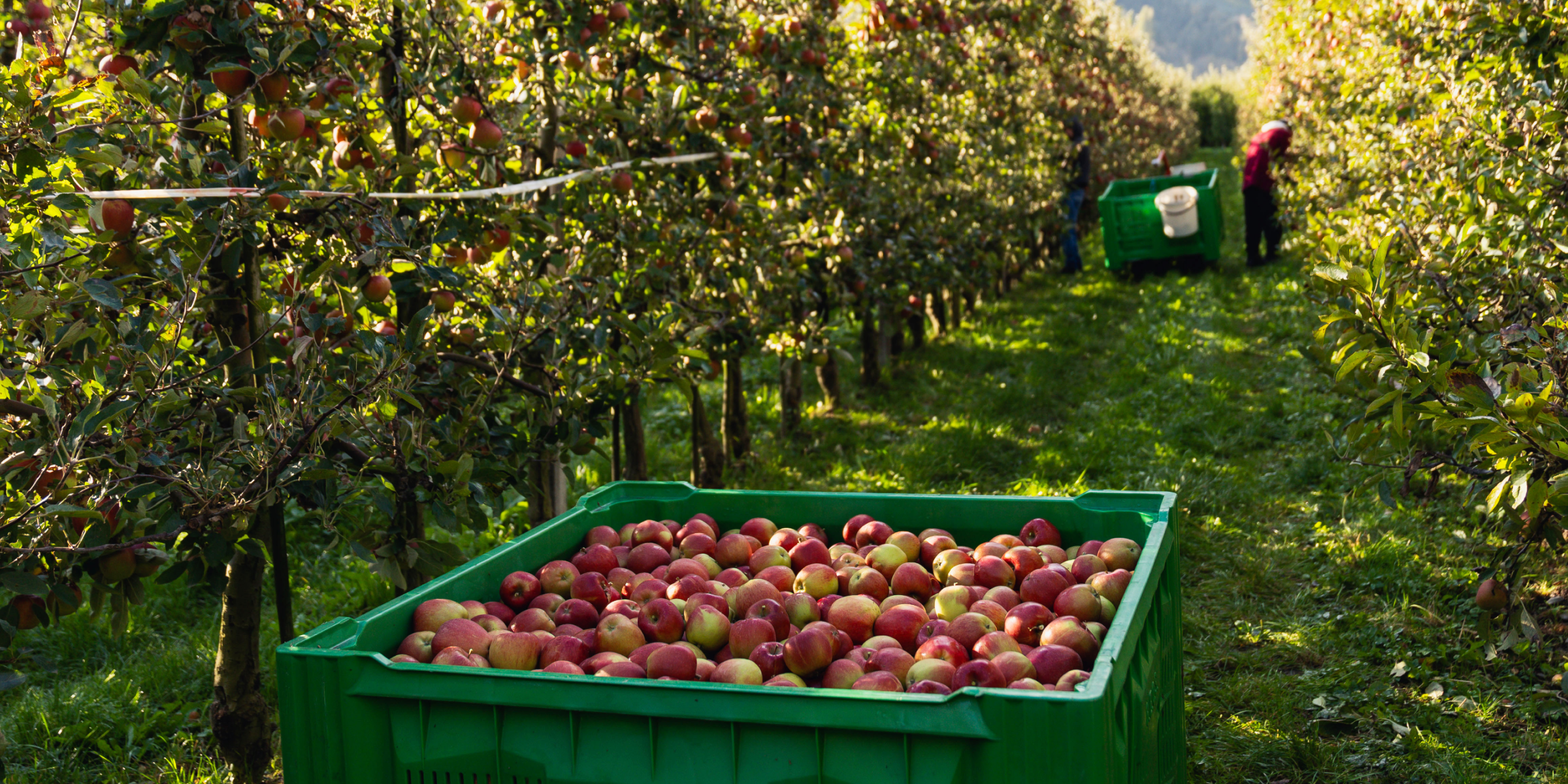 Blick in eine Apfelplantage der Familie Wellenzohn