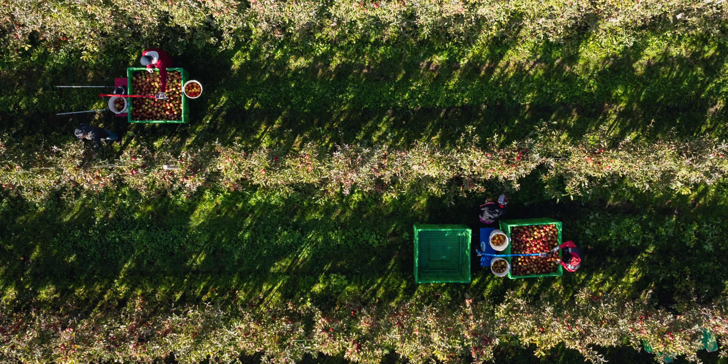 Drohnenansicht auf Apfelernte bei Familie Wellenzohn