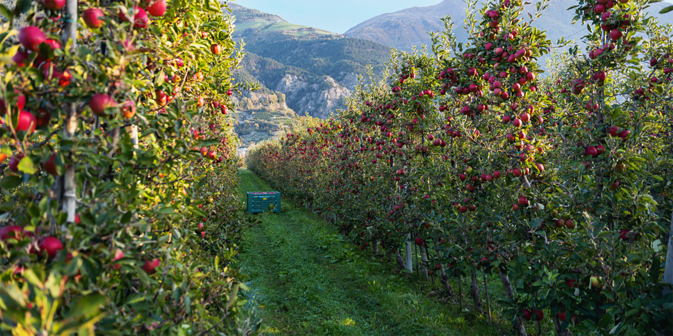 Apfelwiese auf dem Biohof der Famile Wellenzohn in Südtirol