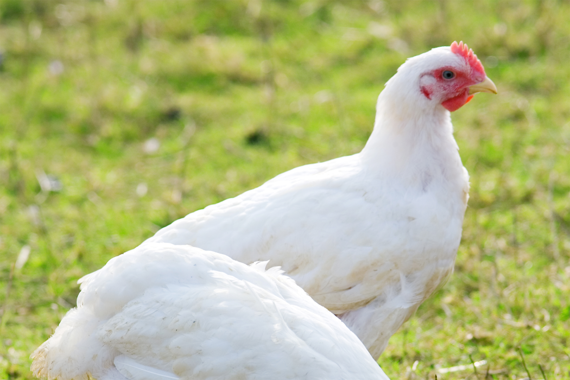Weißes Huhn steht auf grünem Gras und blickt aufmerksam zur Seite.
