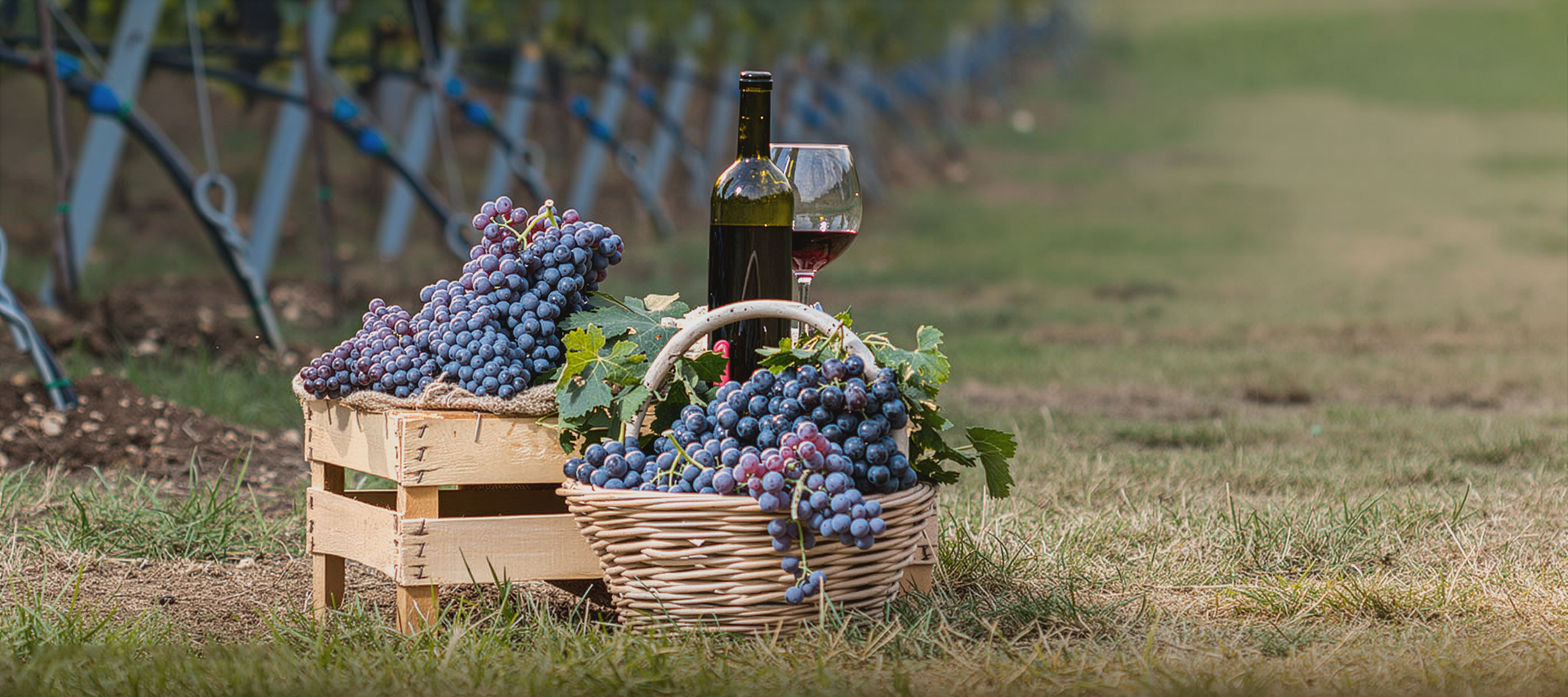 Kisten und ein Korb frisch geernteter Weintrauben stehen auf einer Wiese im Weinberg; daneben eine Flasche Rotwein.