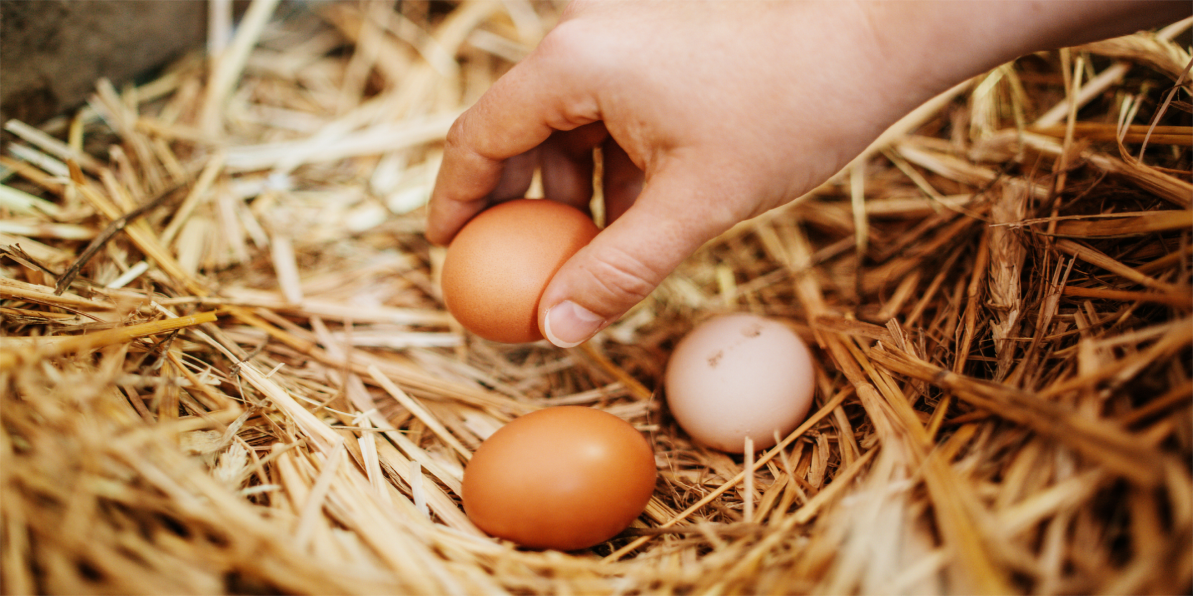 Eine Hand greift nach frisch gelegten Eiern im Heu.