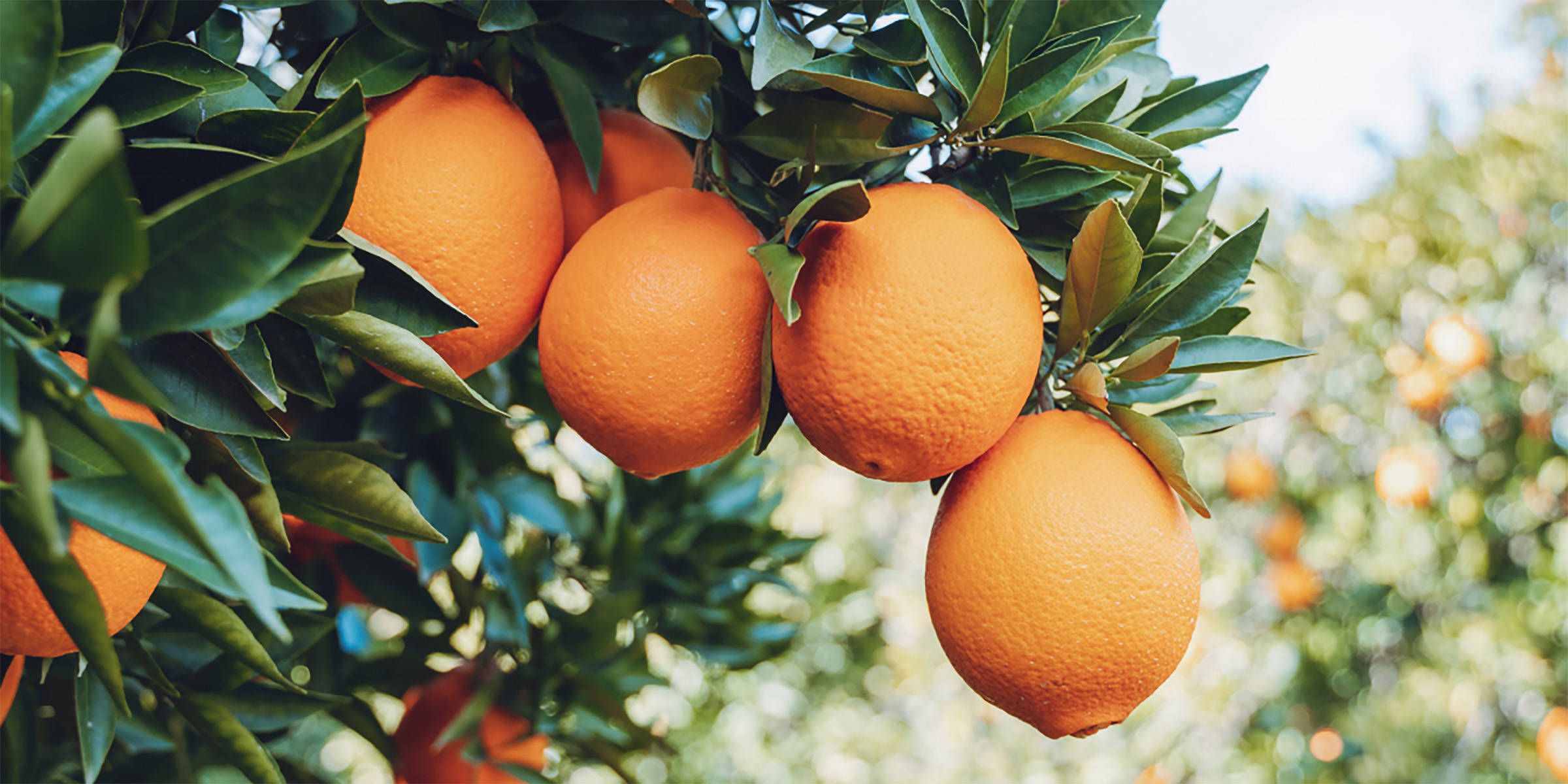Nahaufnahme von einem Orangenbaum mit reifen Orangen.