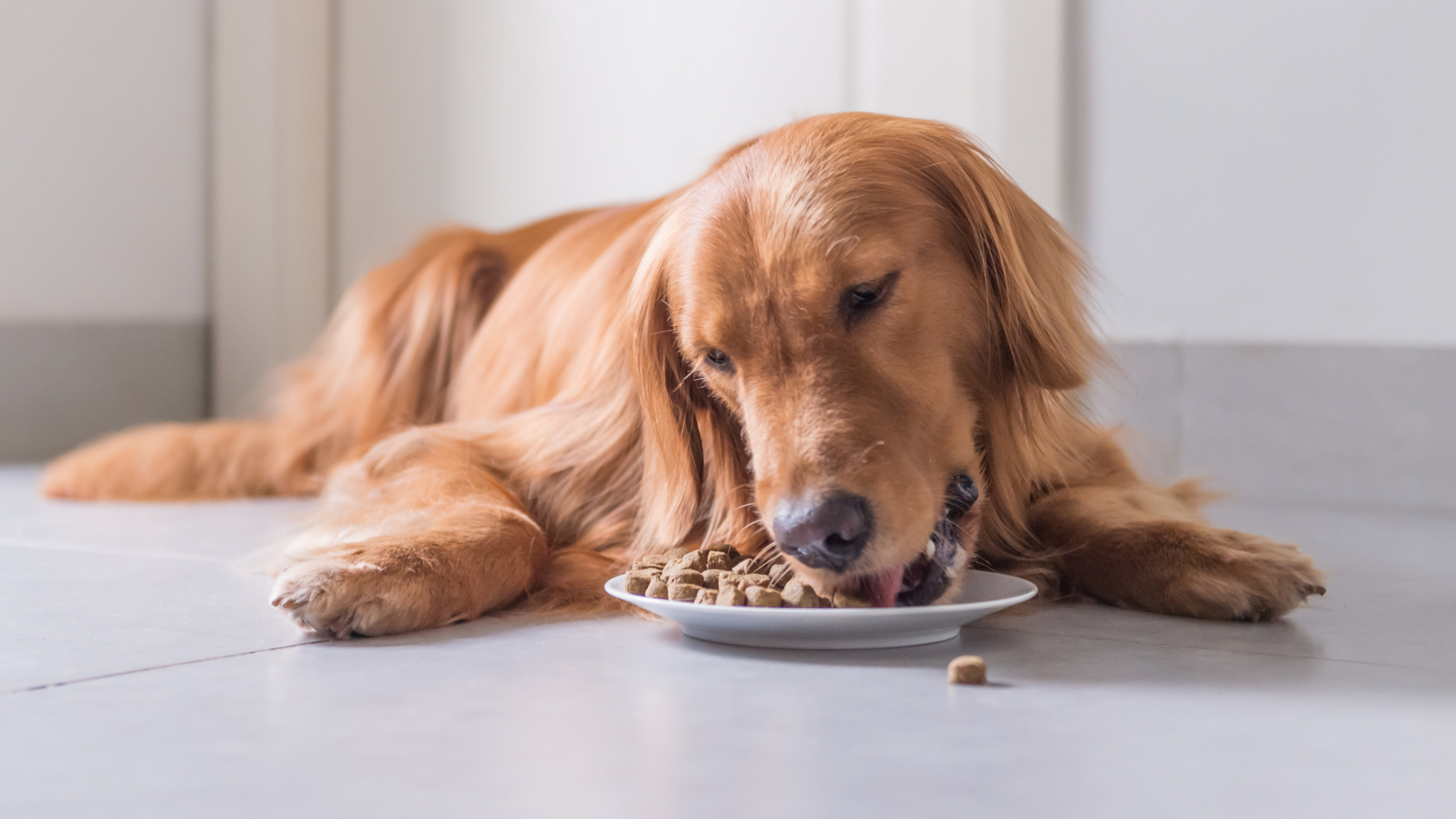Golden Retriever frisst Hundefutter aus einem Teller.