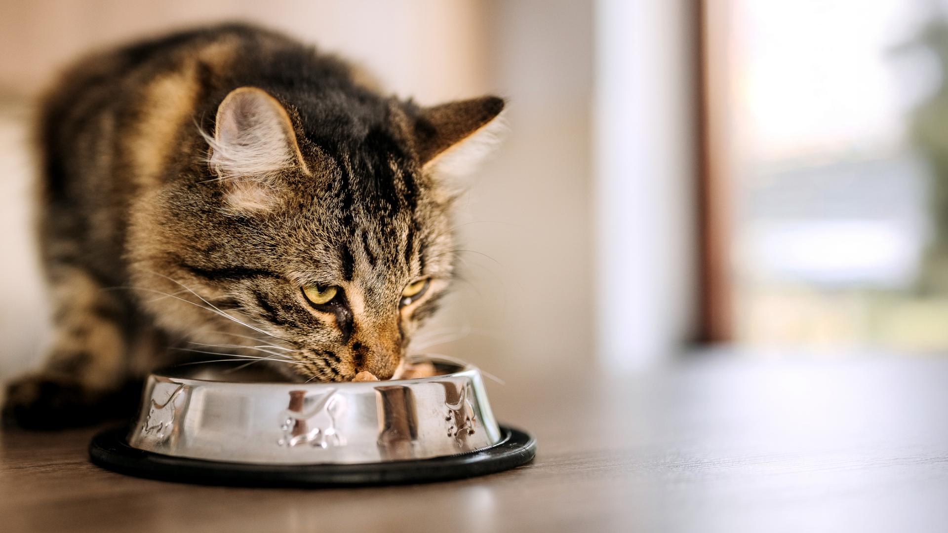 Getigerte Katze frisst aus einem Metallnapf.