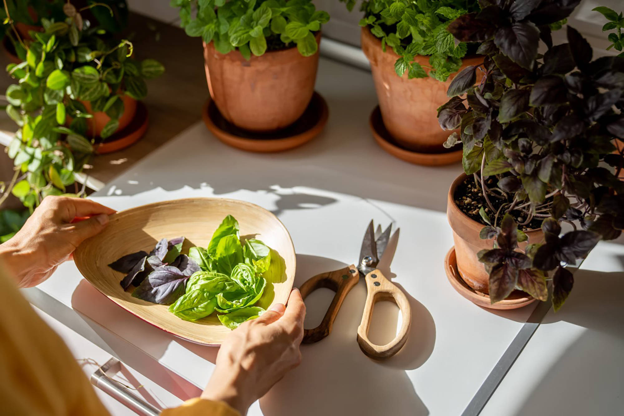 Jemand hält eine Schale mit frischen Blättern Basilikum. Im Hintergrund diverse Küchenkräuter im Topf.