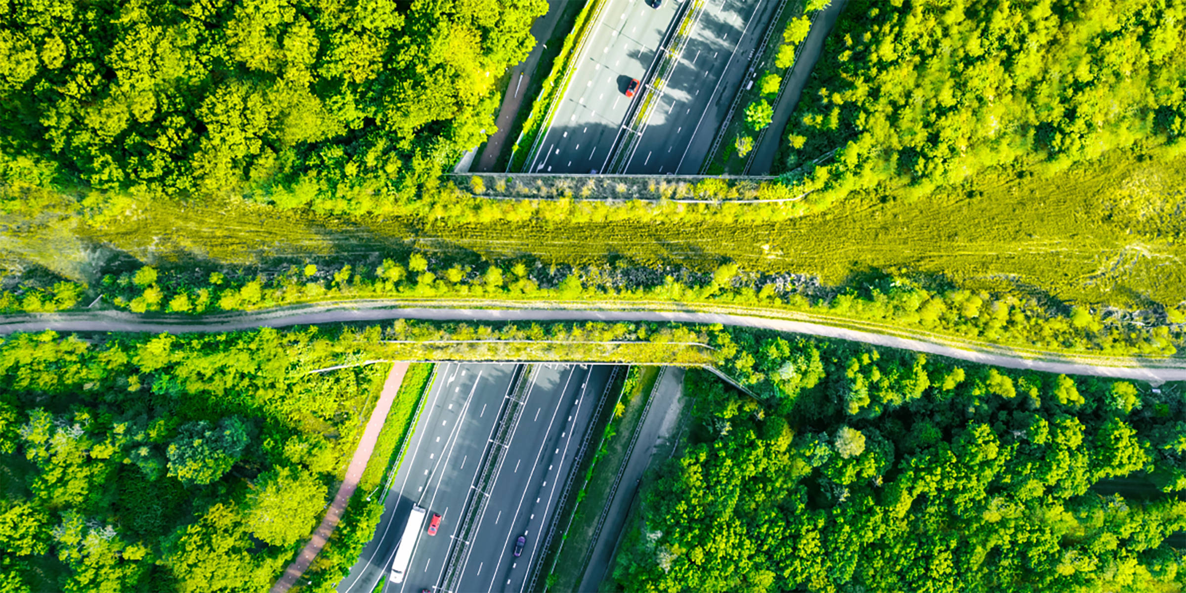Eine Wildtierüberbrückung über einer Autobahn.