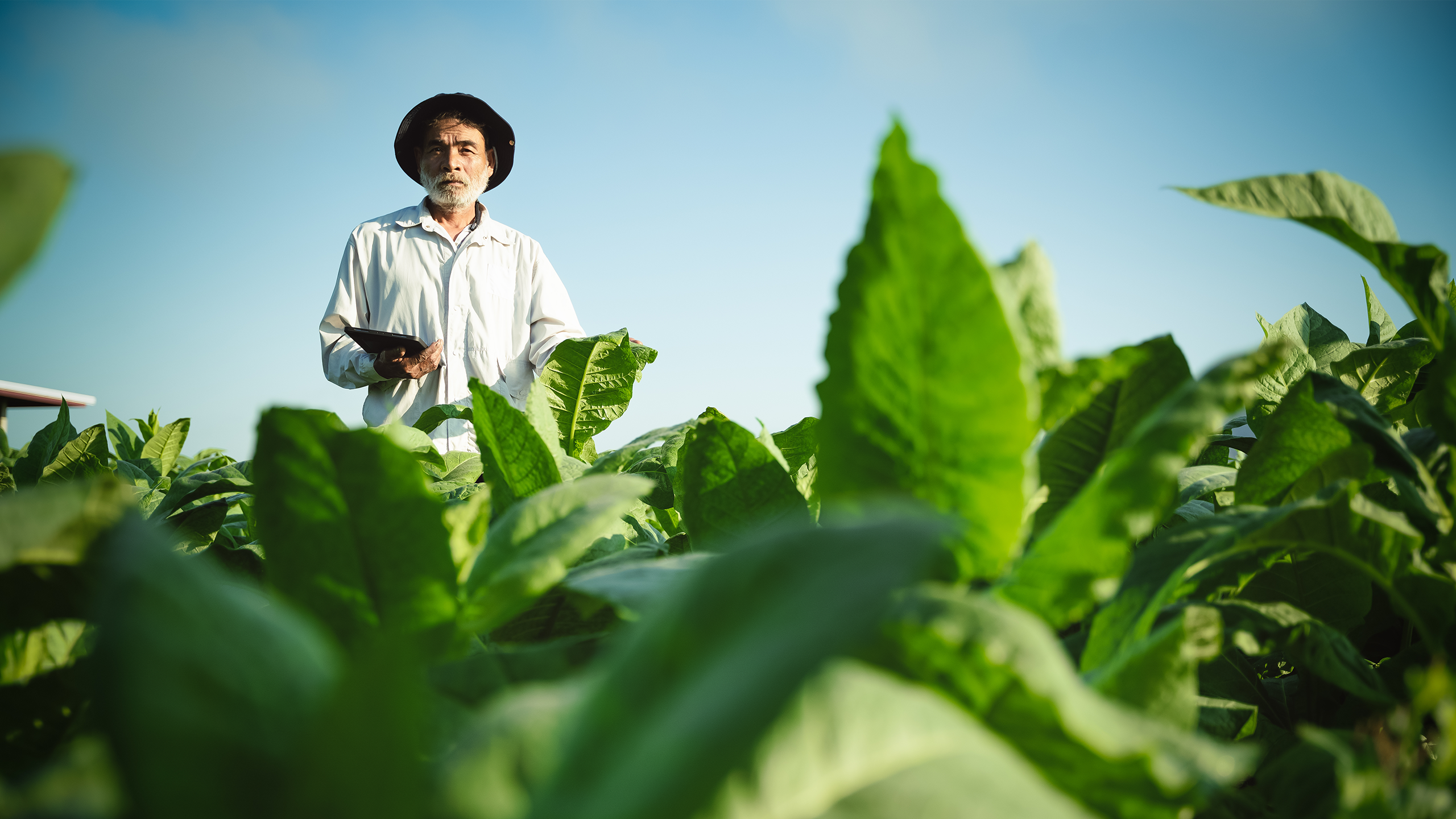 Ein Farmer steht mit einem Tablet in der Hand auf einem Feld mit grünen Pflanzen und inspiziert diese.