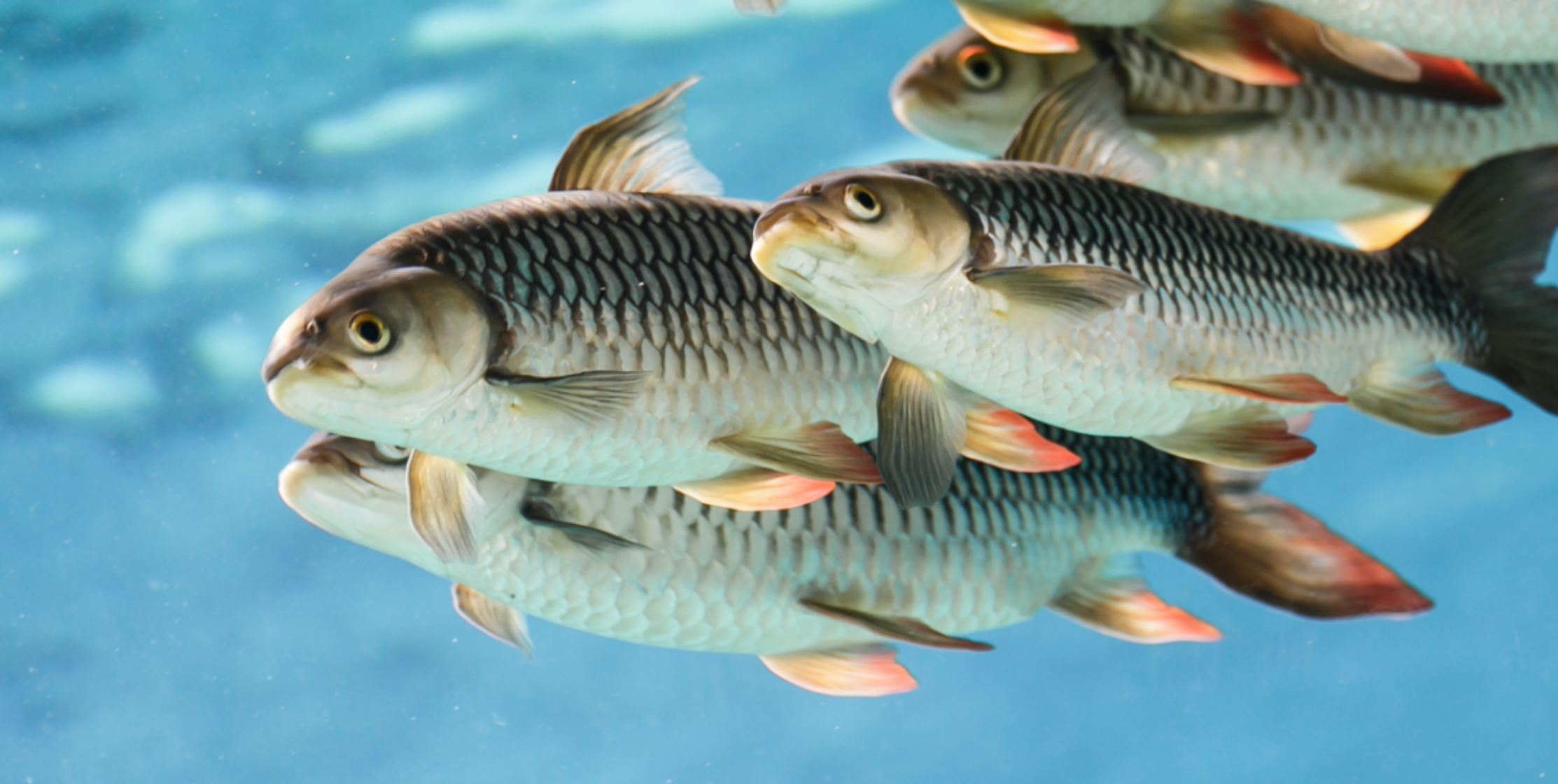 Fischschwarm im Meer.