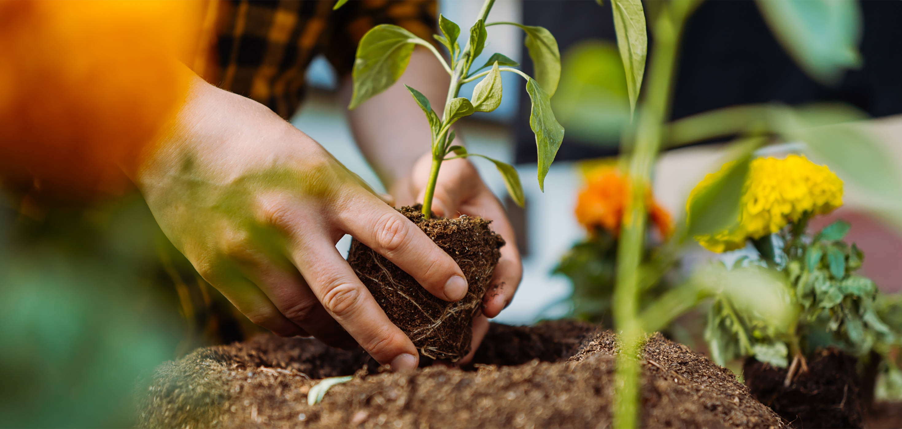 Hände pflanzen junge Gemüsepflanze in lockere Erde, im Hintergrund blühen gelbe und orange Blumen.