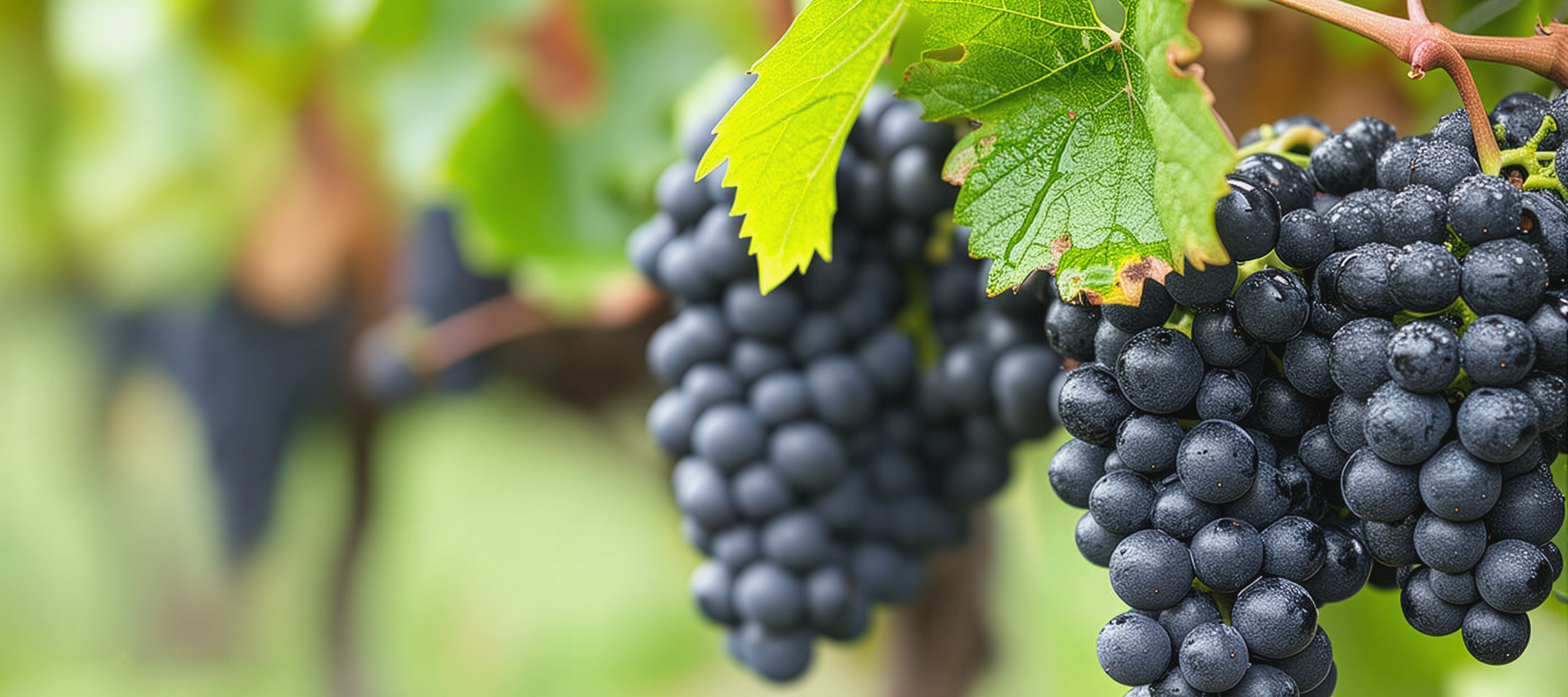 Nahaufnahme von dunklen Trauben an einem Rebstock.