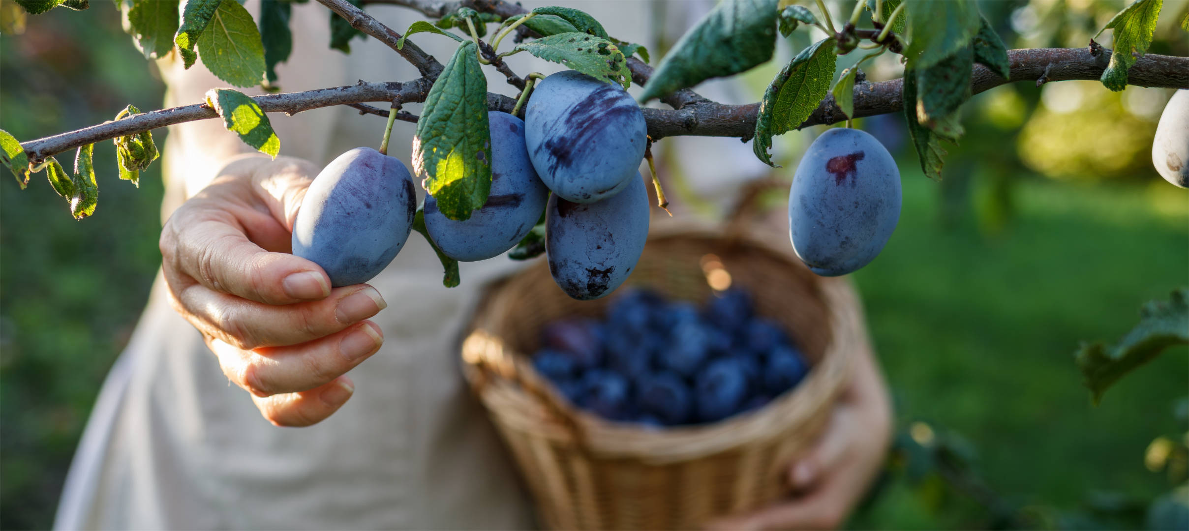 Hand pflückt reife Pflaumen von Ast in den Korb.