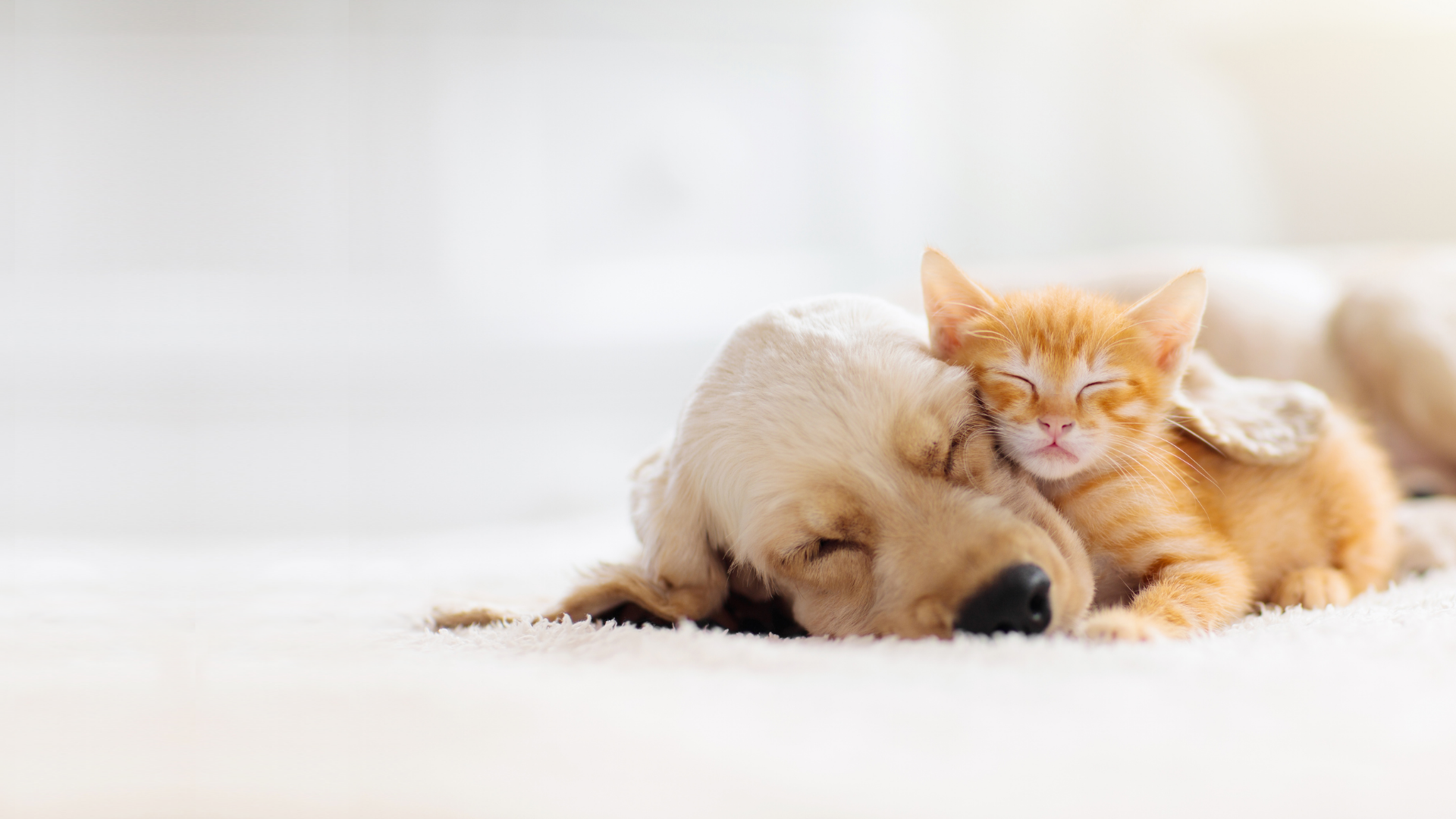 Schlafendes Kätzchen an Golden Retriever Kopf gekuschelt.