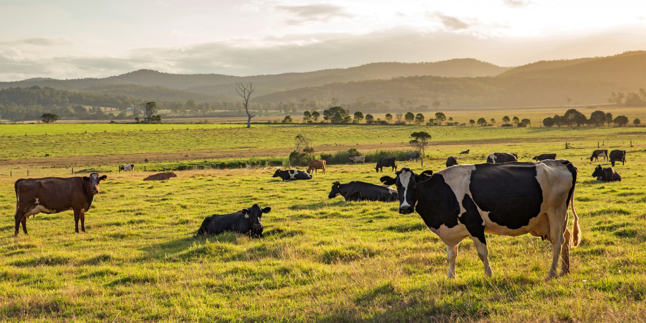 Eine Kuhherde ist bei Abenddämmerung auf einer Weide.