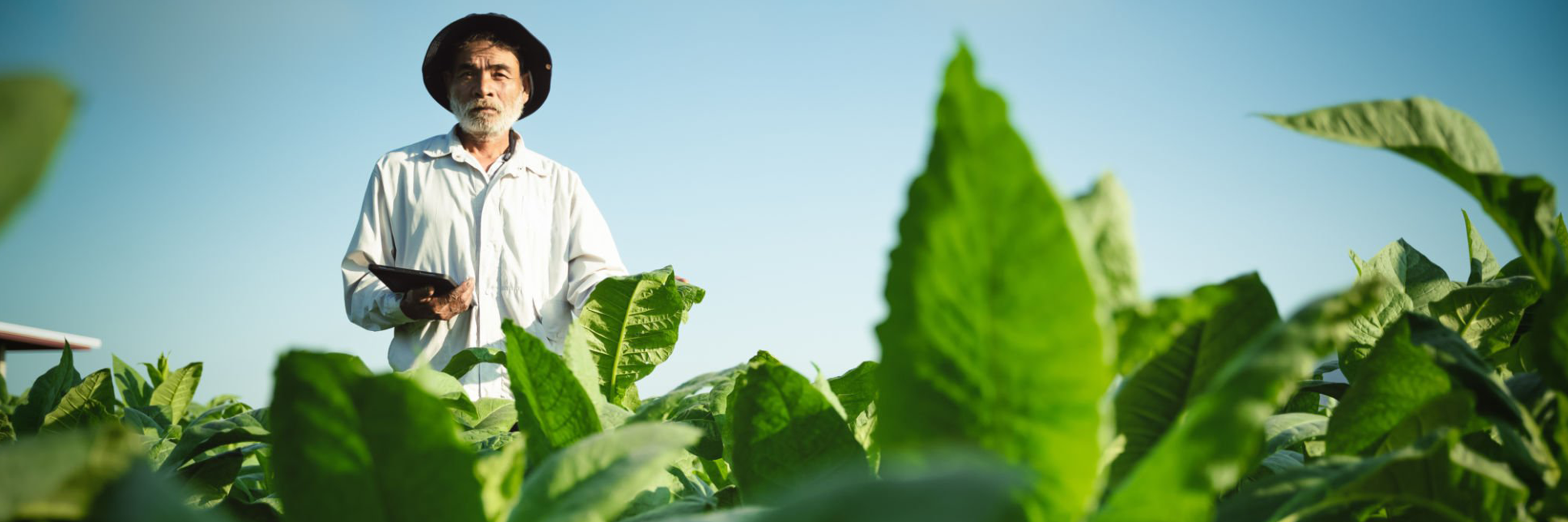 Ein Farmer steht mit einem Tablet in der Hand auf einem Feld mit grünen Pflanzen und inspiziert diese.