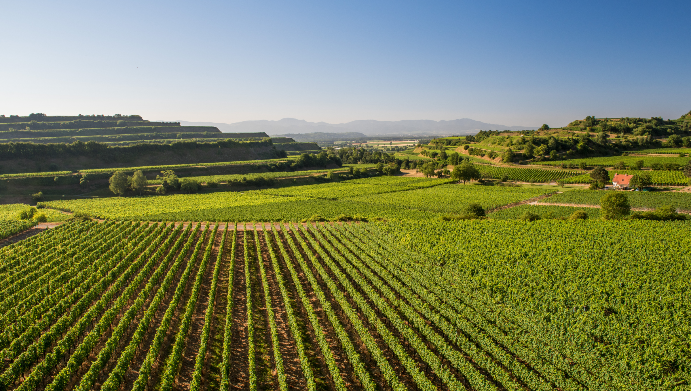 Weinberge in hügeliger Landschaft bei klarem Himmel, mit Reihen grüner Reben und einem kleinen Gebäude im Hintergrund.