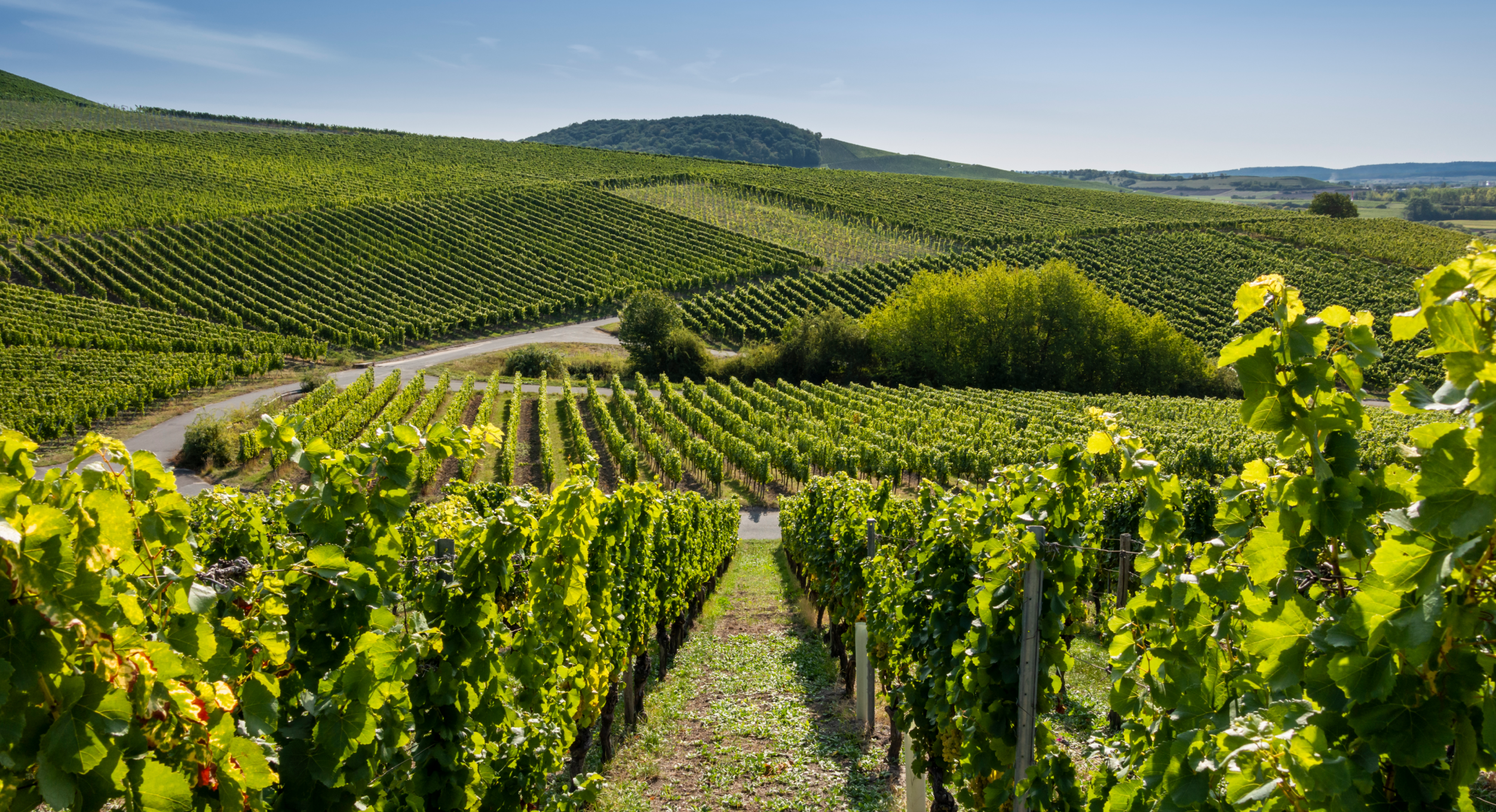 Weinberg mit grünen Rebenreihen, Hügeln im Hintergrund und blauem Himmel. Sommerliche Landschaft in der Weinregion.