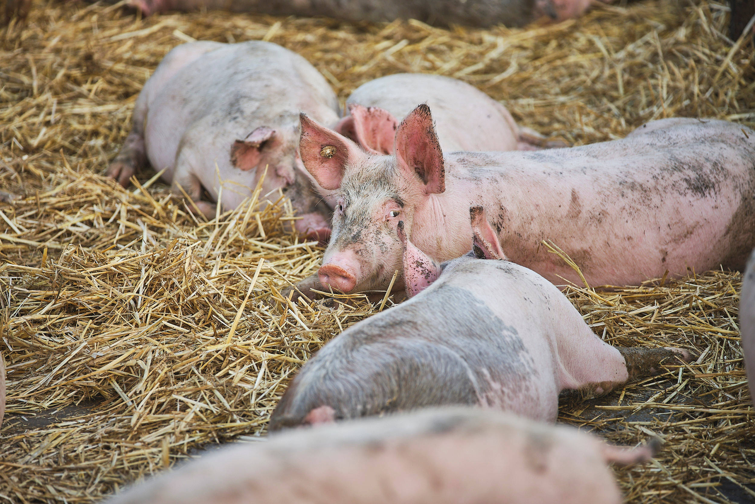 Schweine liegen im Stroh.